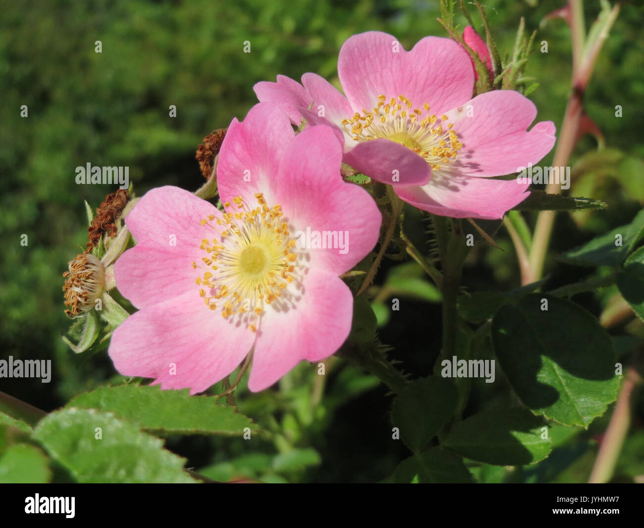 20160622 Rosa rubiginosa 1. Stockfoto