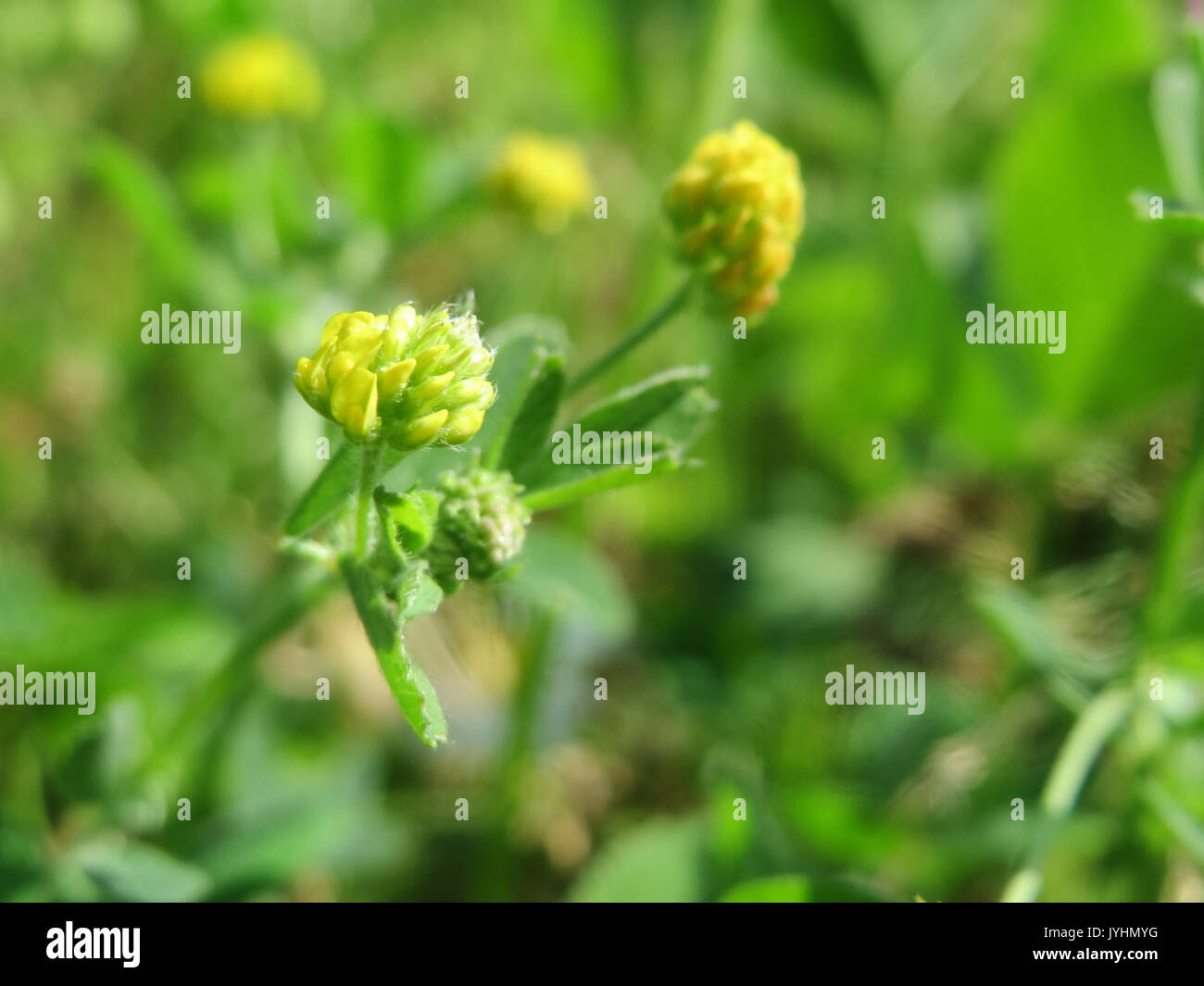 20160624 Medicago lupulina Stockfoto