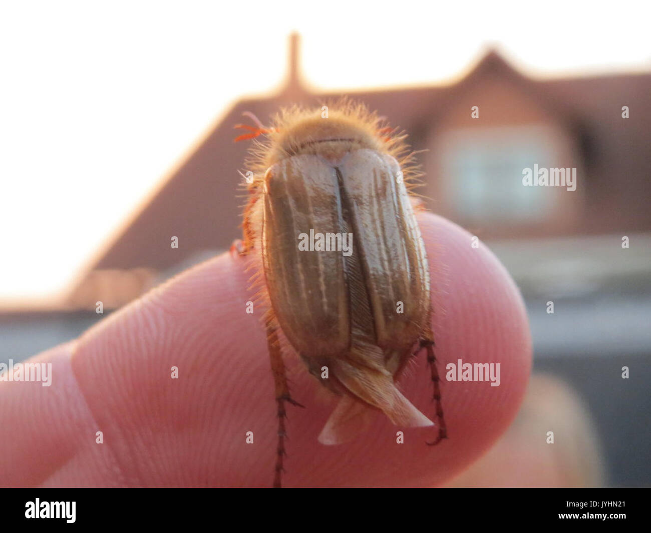 20160624 Melolontha melolontha2 Stockfoto