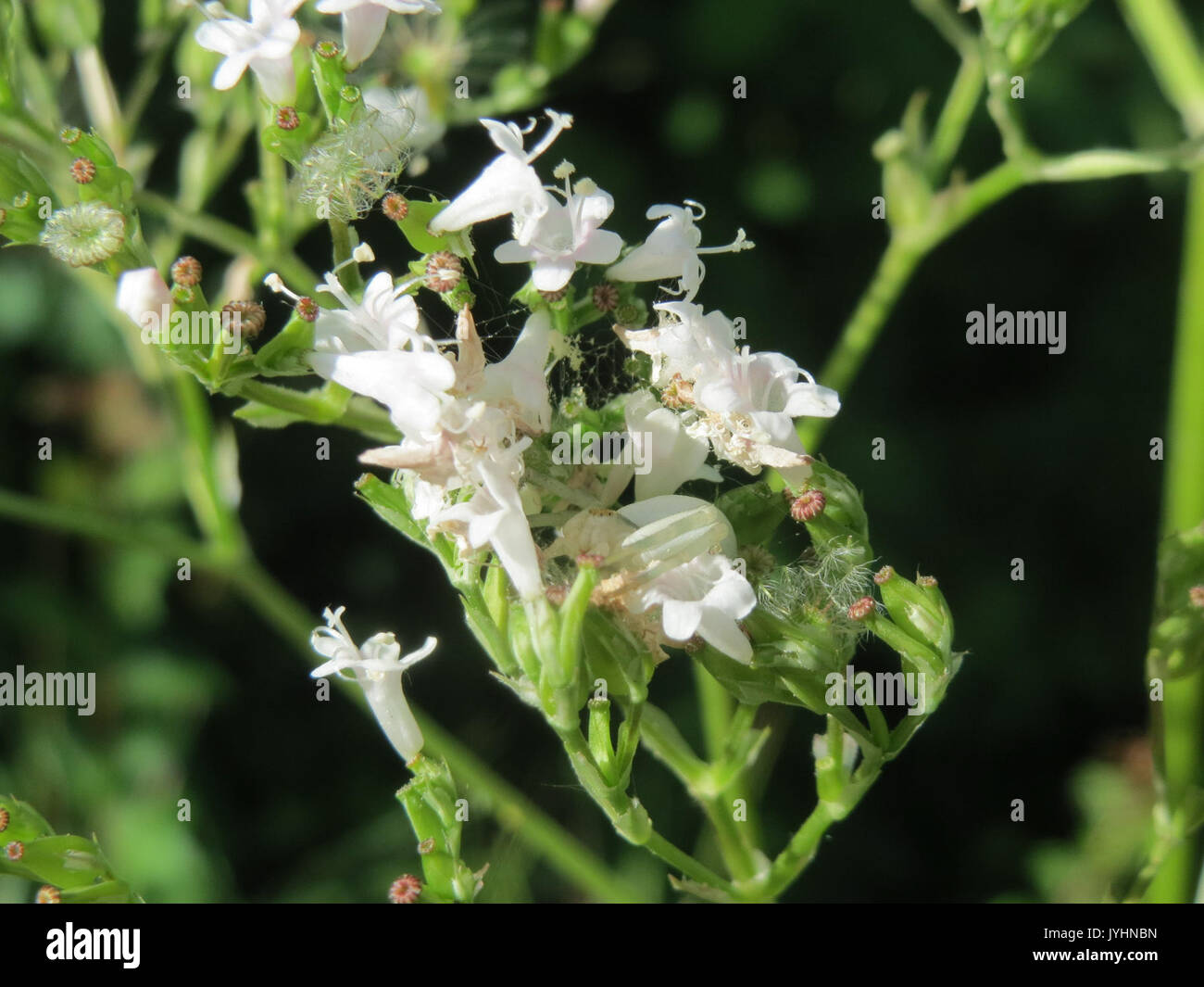 20160701 Valeriana officinalis 2 Stockfoto