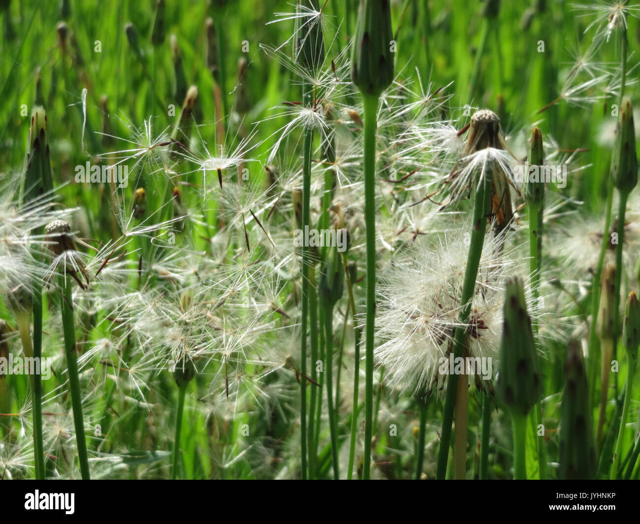 20160705 Crepis biennis 6 Stockfoto