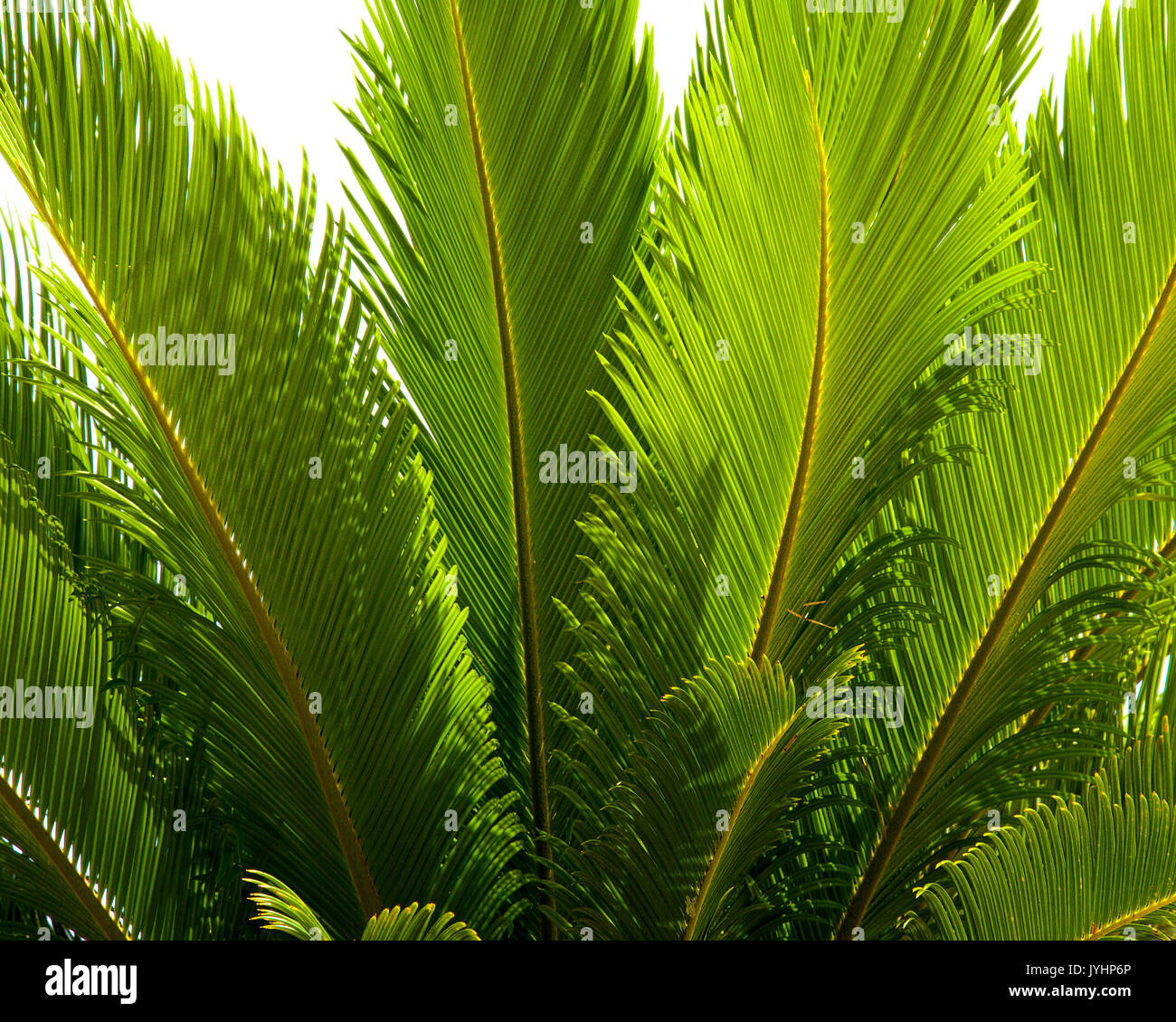 Natur Fotografie: Palm Detail Stockfoto