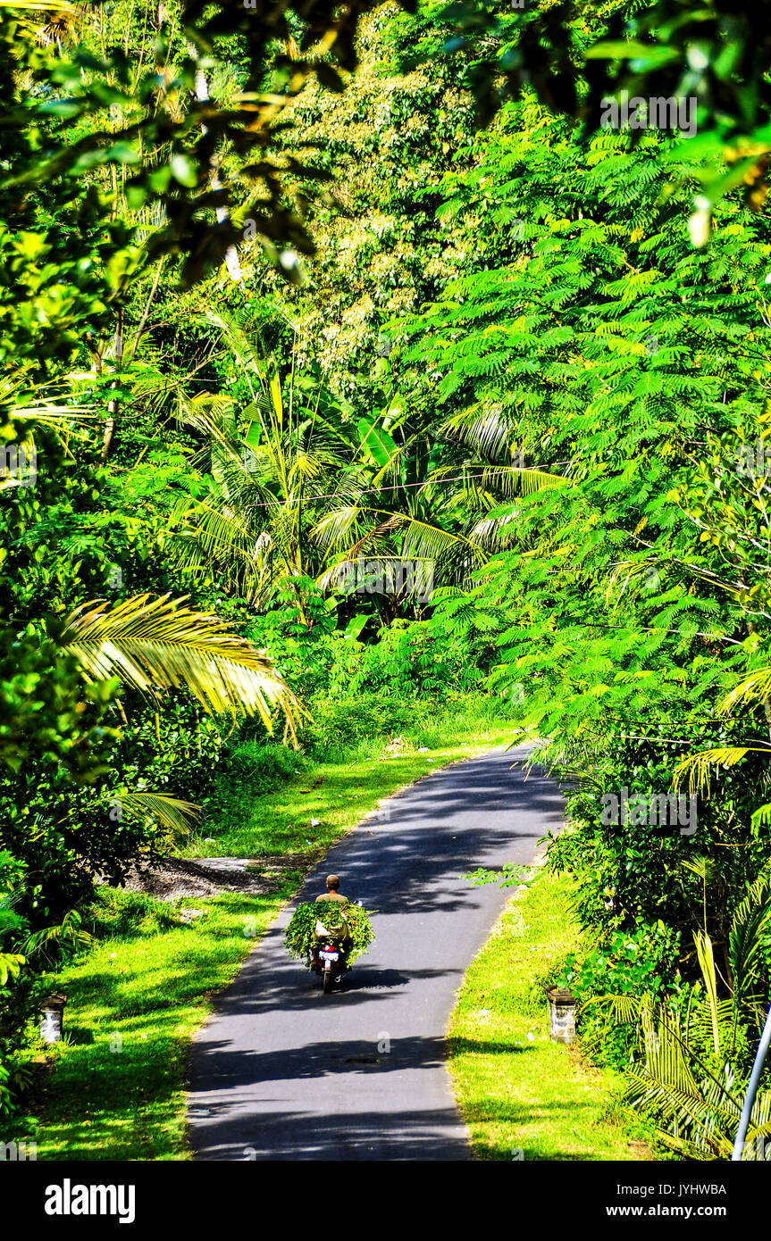 Indonésie. Bali. Sidemen. Région de l'Est. //Indonesien, Bali. Sidemen. Region Ost Stockfoto