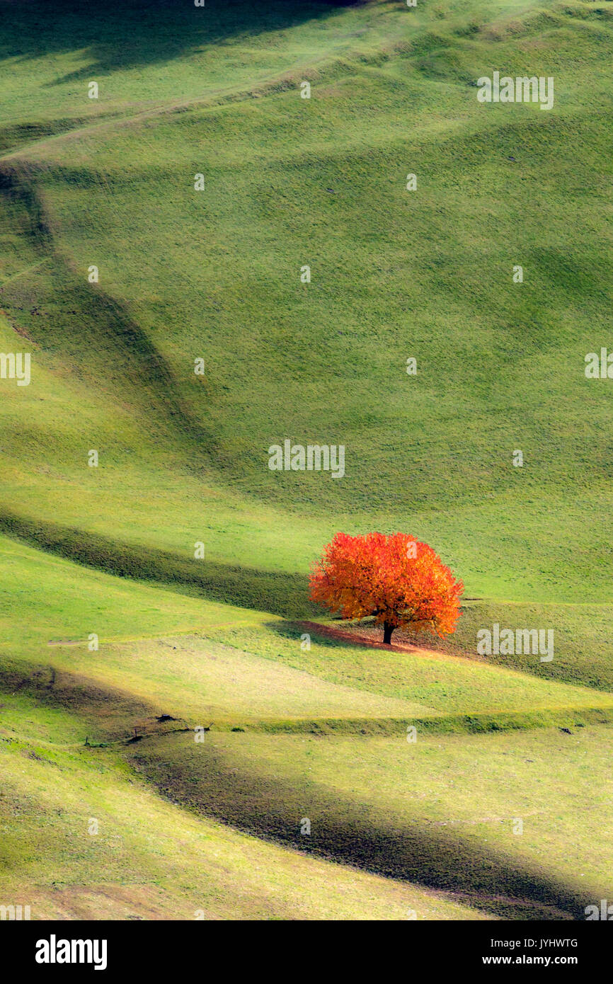 Einsame Kirschbaum mit herbstlichen Blätter. Santa Maddalena, Funes, Bozen, Trentino Alto Adige, Südtirol, Italien, Europa. Stockfoto