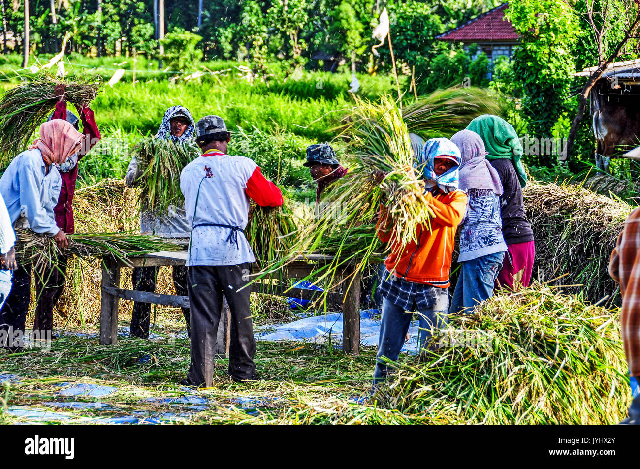 Indonésie. Bali. Région de l Est, Amed. Paysans travaillant à la recolte du Blé // Indonesien. Bali. Region Ost, Amed. Bauer Gruppe am har arbeiten Stockfoto