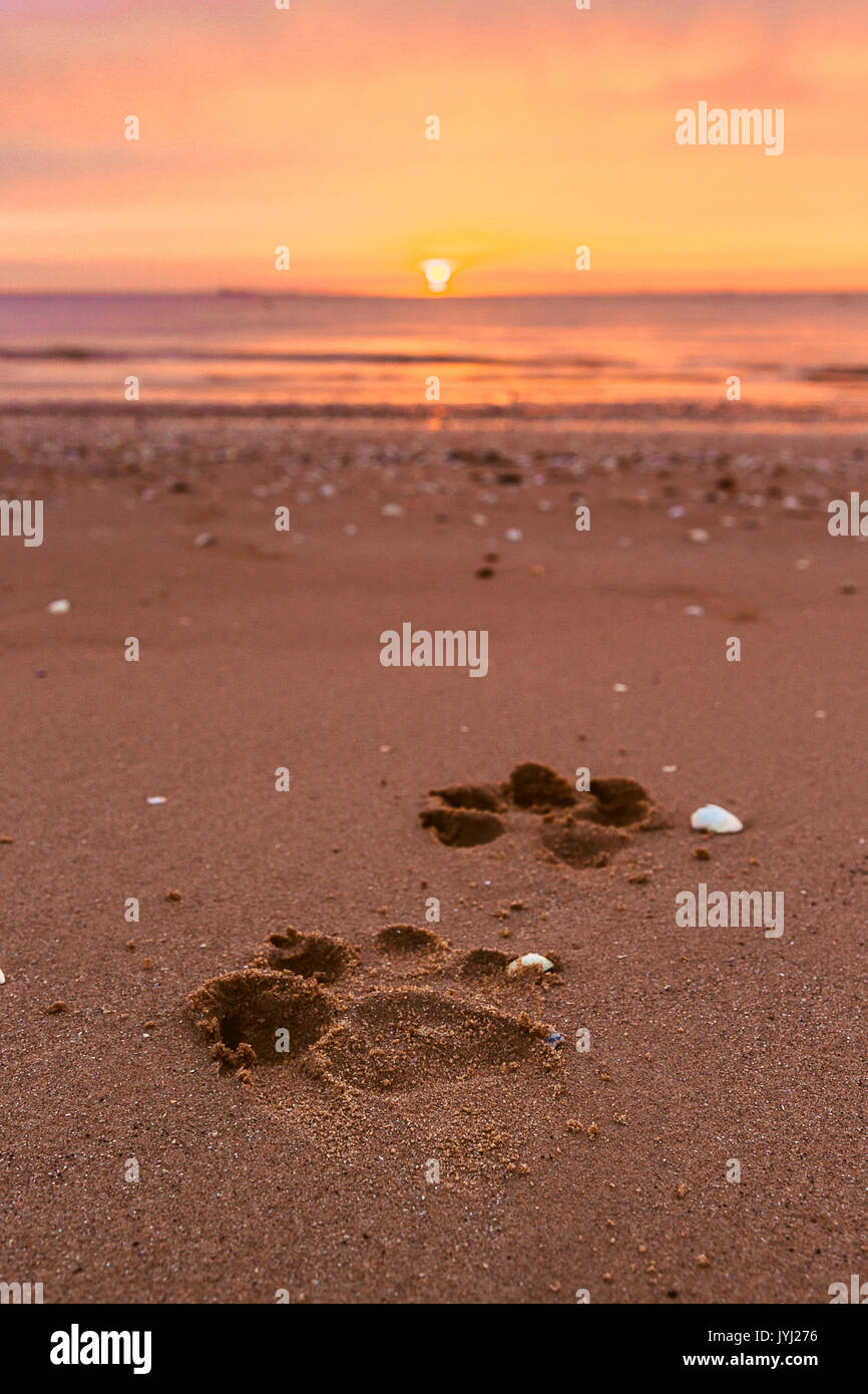 Hund Pfotenabdrücke auf Sandstrand, Cleethorpes, bei Sonnenaufgang Stockfoto