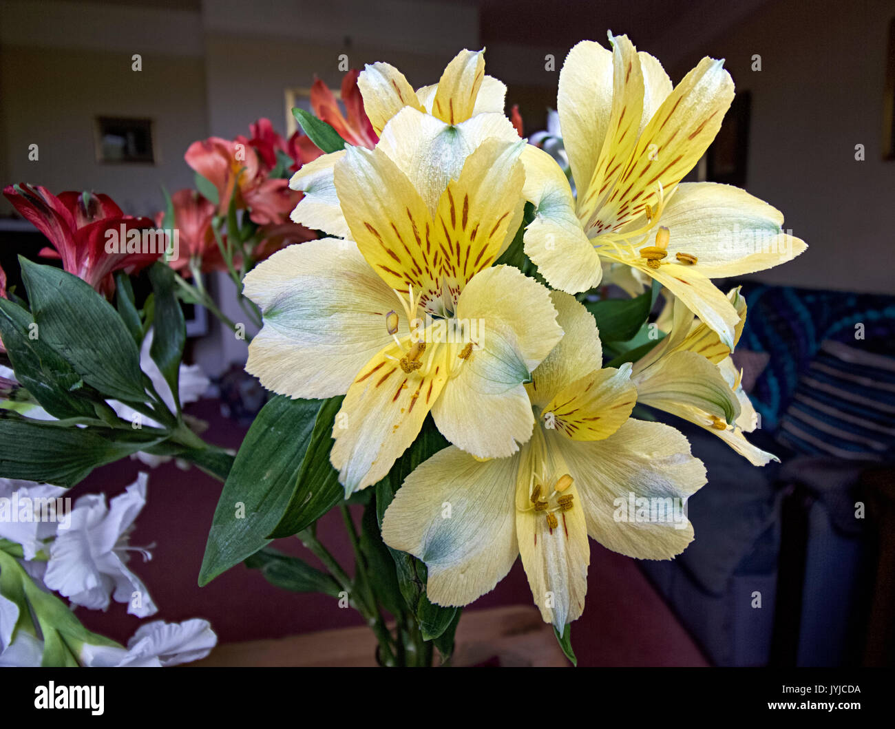 Blüten in unserem Wohnzimmer Stockfoto