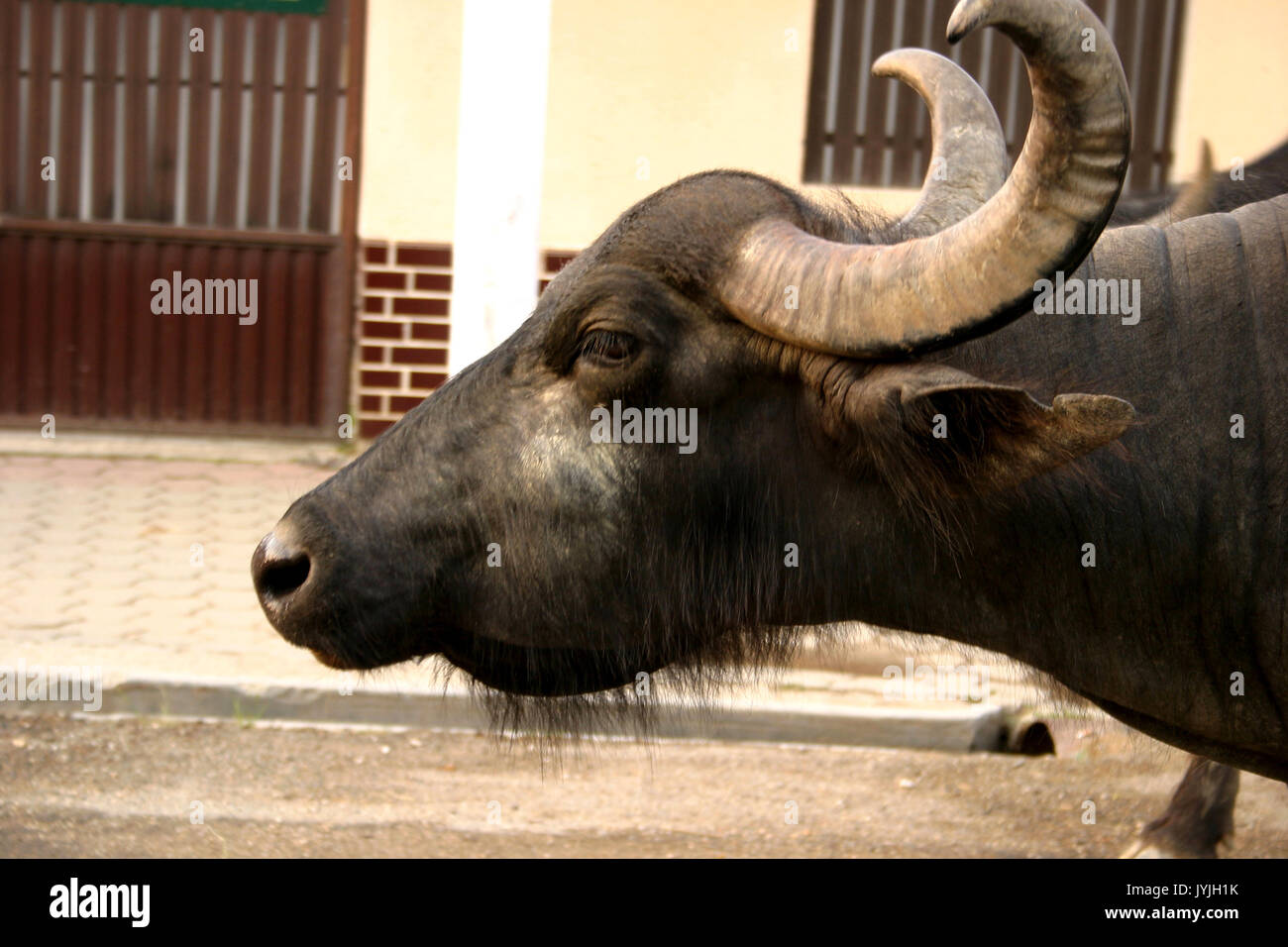 Kopfschuss eines Hauswasserbüffels in einem rumänischen Dorf Stockfoto