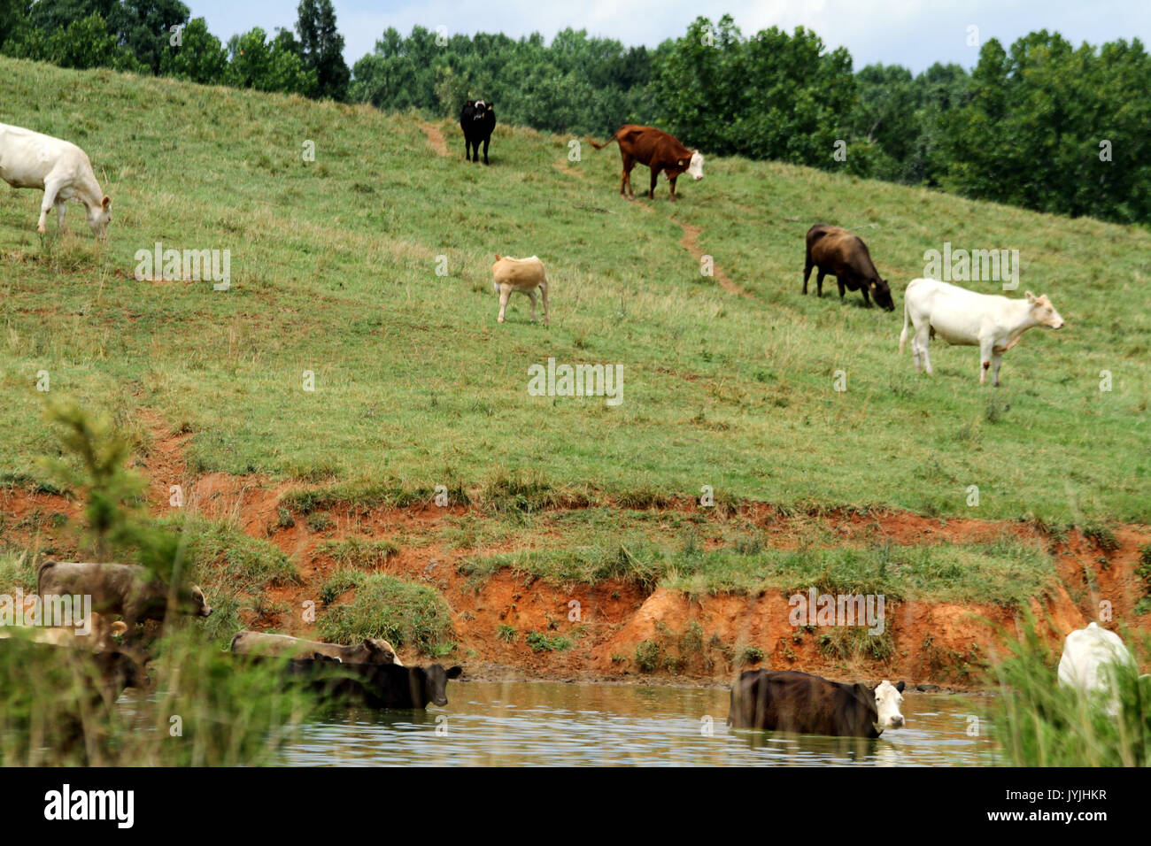 Kuhherde mit Wasser Loch auf dem Feld Stockfoto