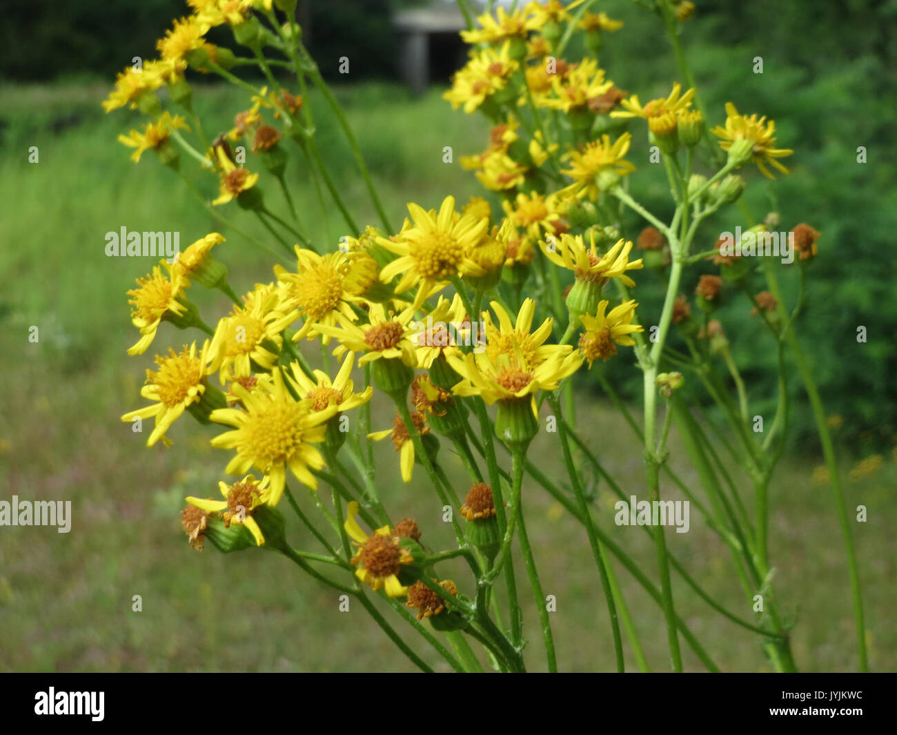 20160717 Extensa vulgaris 1. Stockfoto