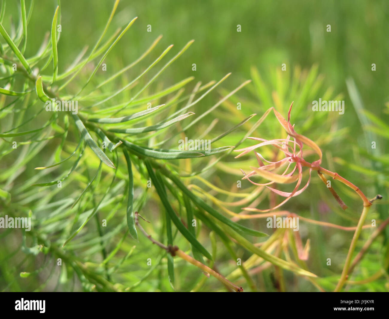 20160717 Euphorbia cyparissias 1. Stockfoto