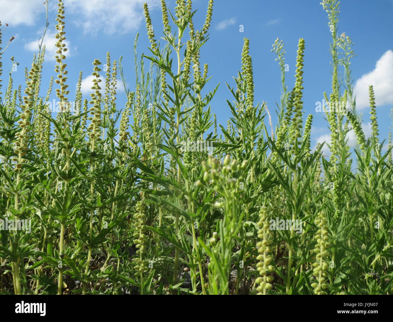 20160729 Ambrosia Artemisiifolia 1. Stockfoto