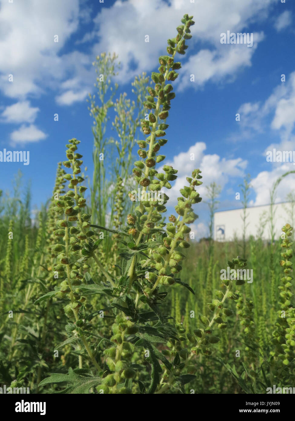 20160729 Ambrosia Artemisiifolia 3 Stockfoto