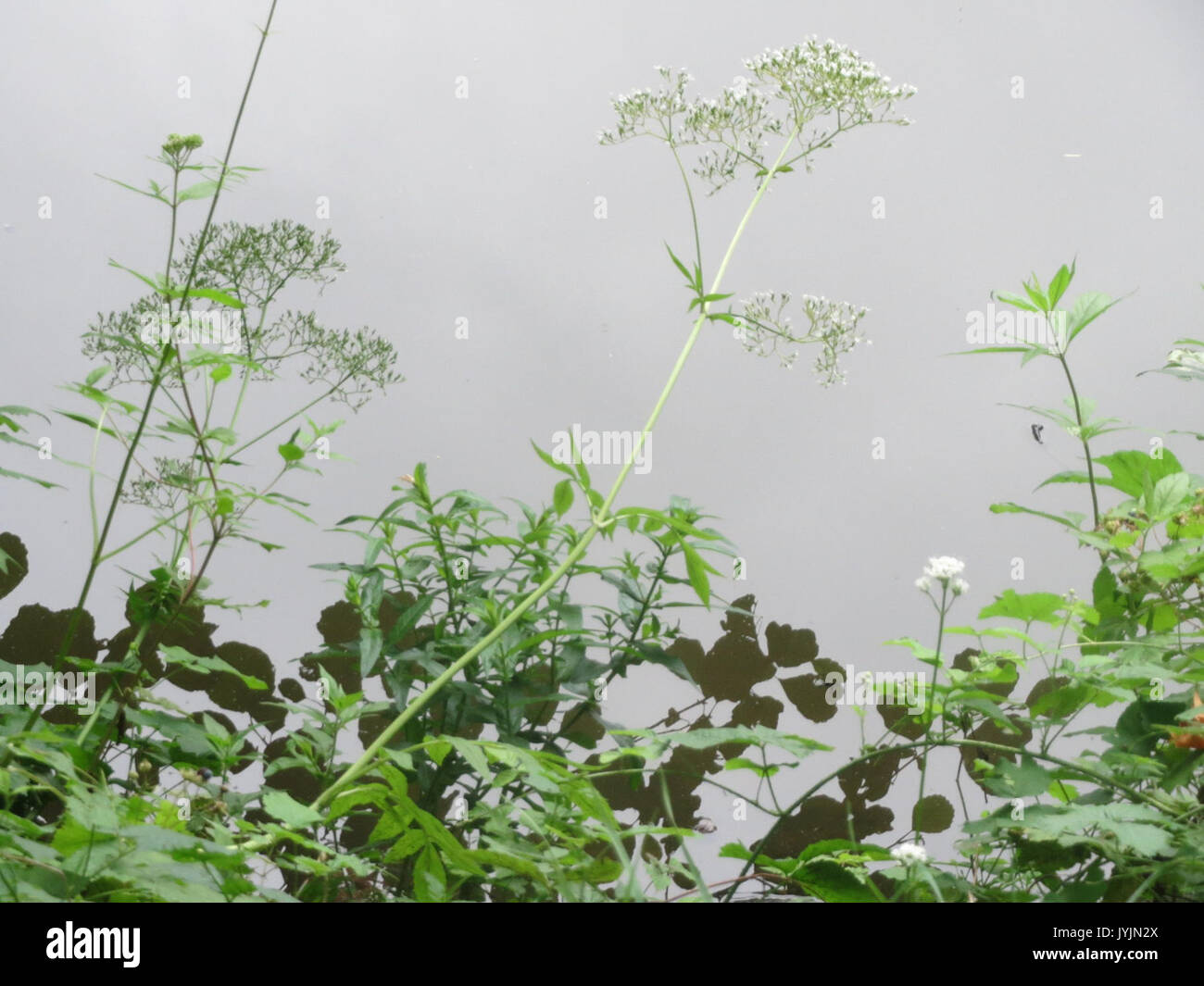20160802 Valeriana officinalis Stockfoto