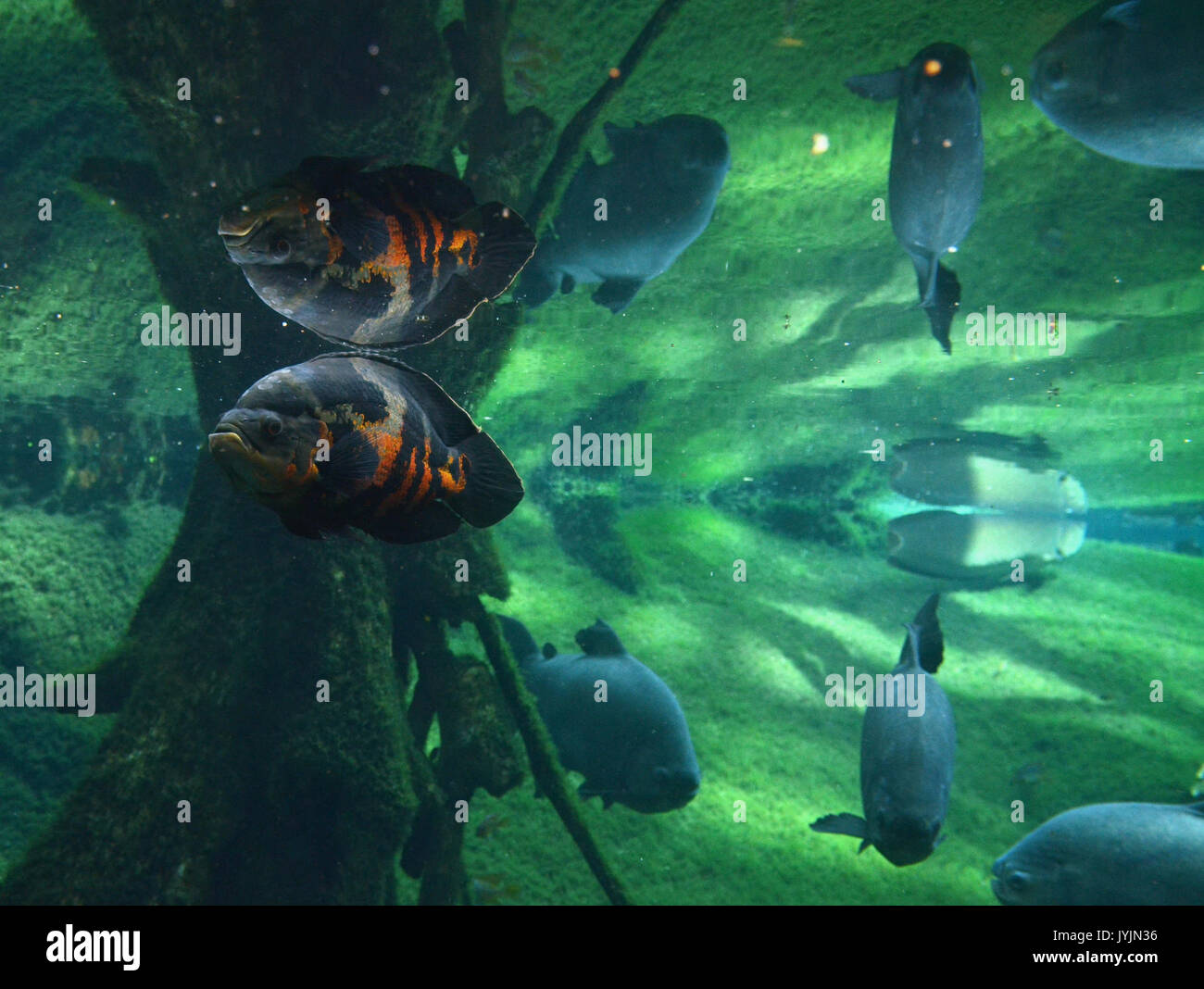 52 CosmoCaixa Barcelona 02082016 Stockfoto