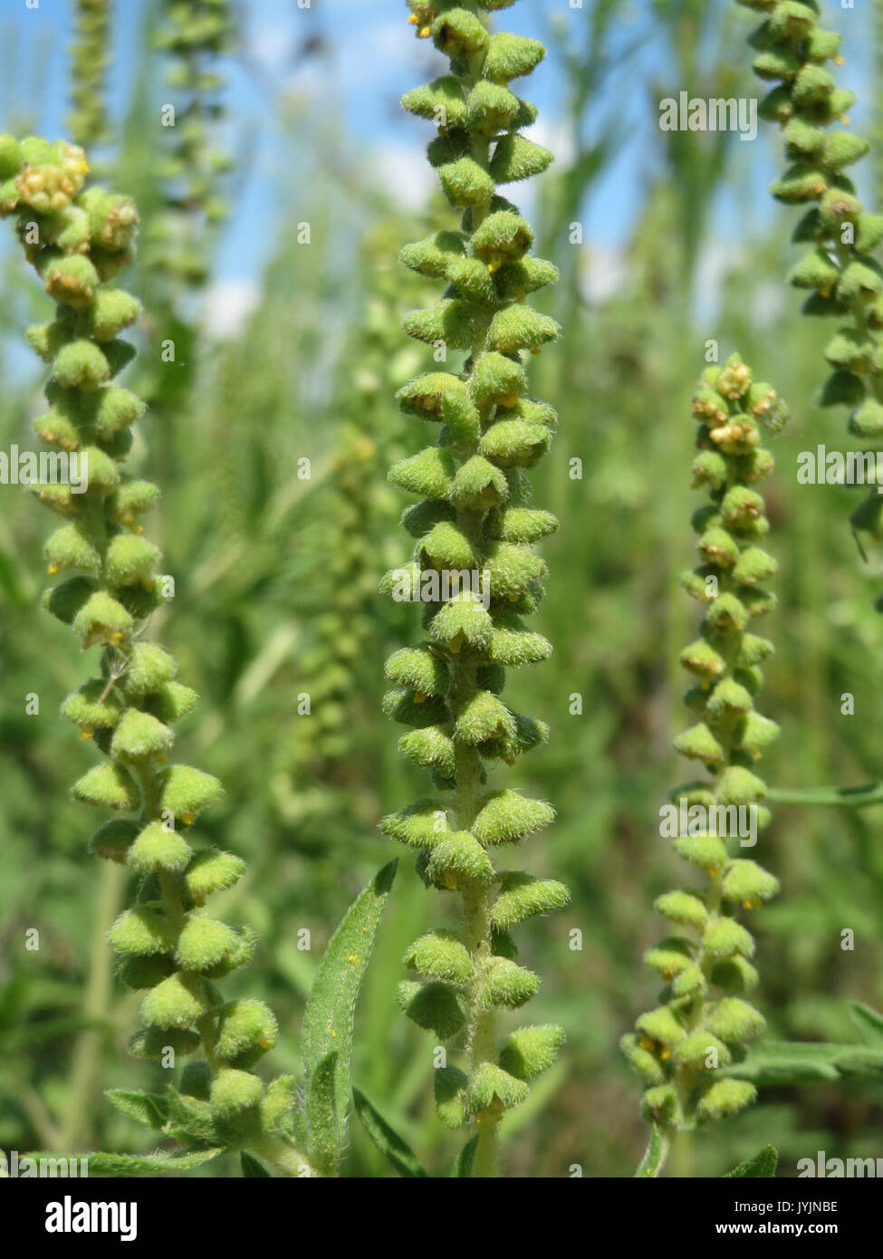 20160809 Ambrosia Artemisiifolia 1. Stockfoto