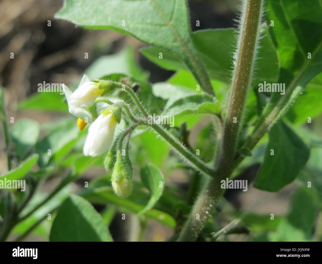20160814 Solanum nigrum 1. Stockfoto
