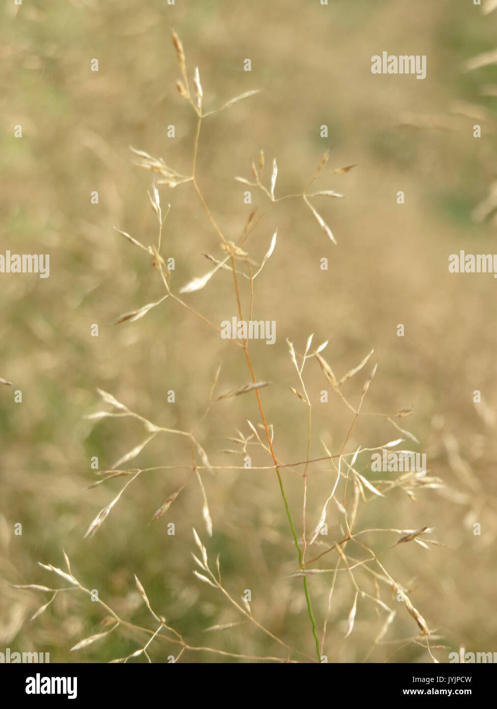 20160819 Avenella Flexuosa 3 Stockfoto