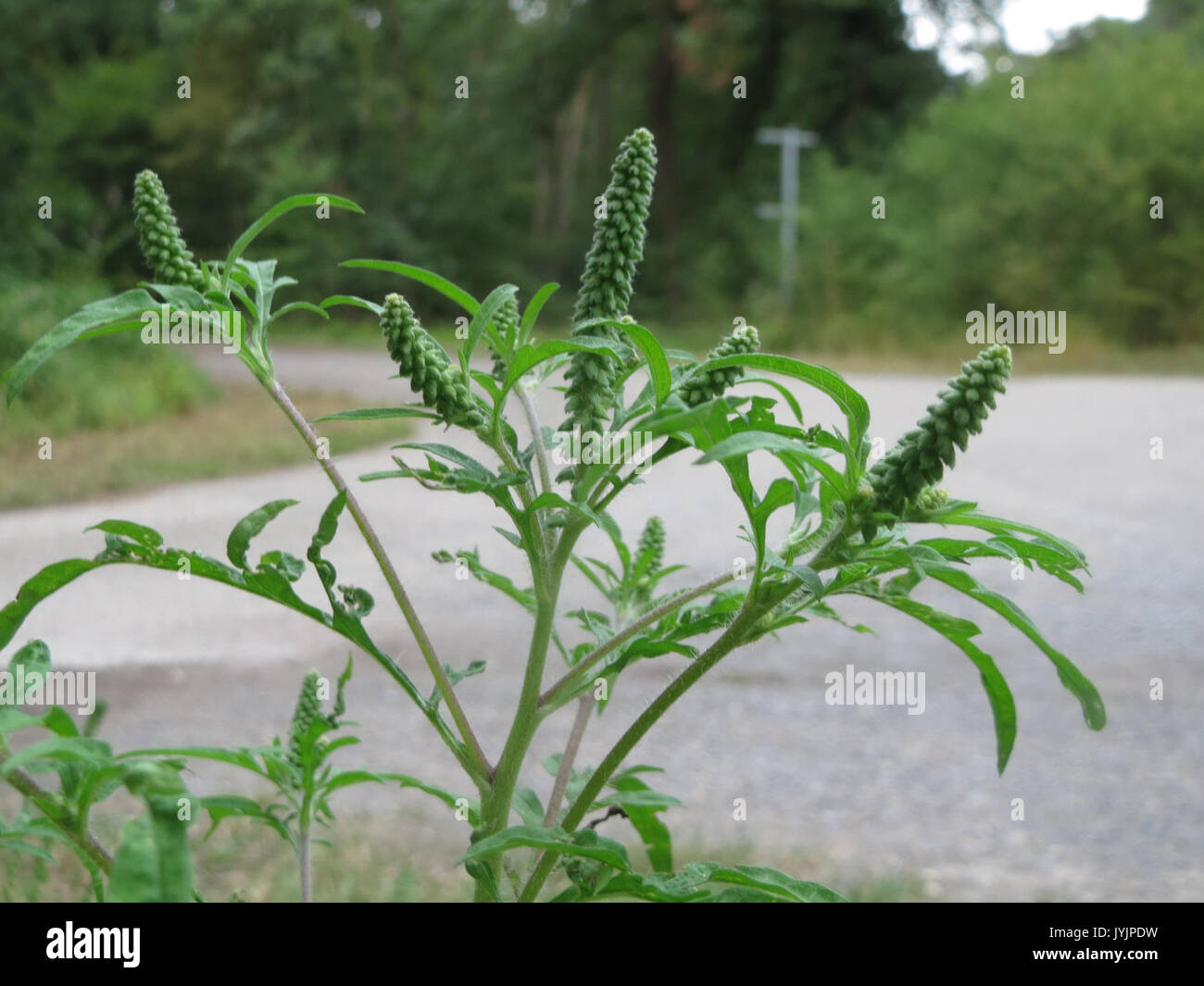 20160819 Ambrosia Artemisiifolia 1. Stockfoto