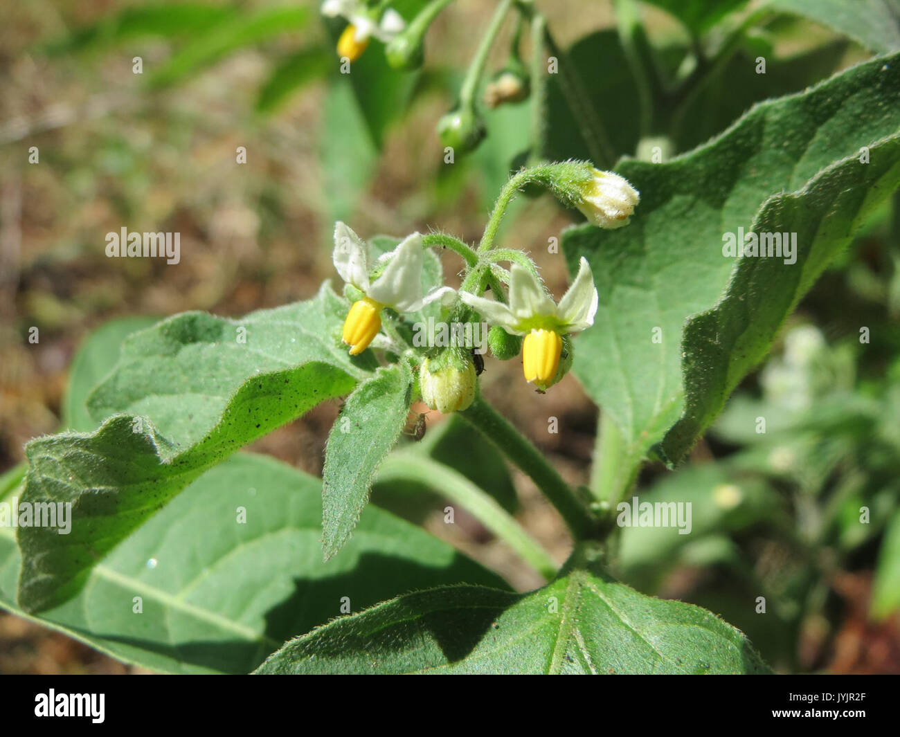 20160826 Solanum nigrum 3 Stockfoto