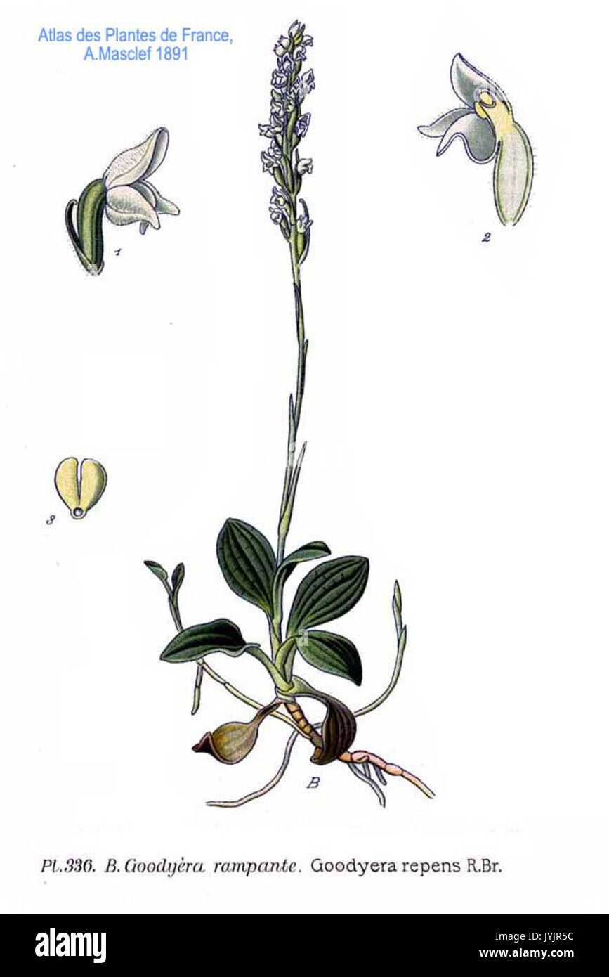 336 Goodyera Repens R.Br. Stockfoto