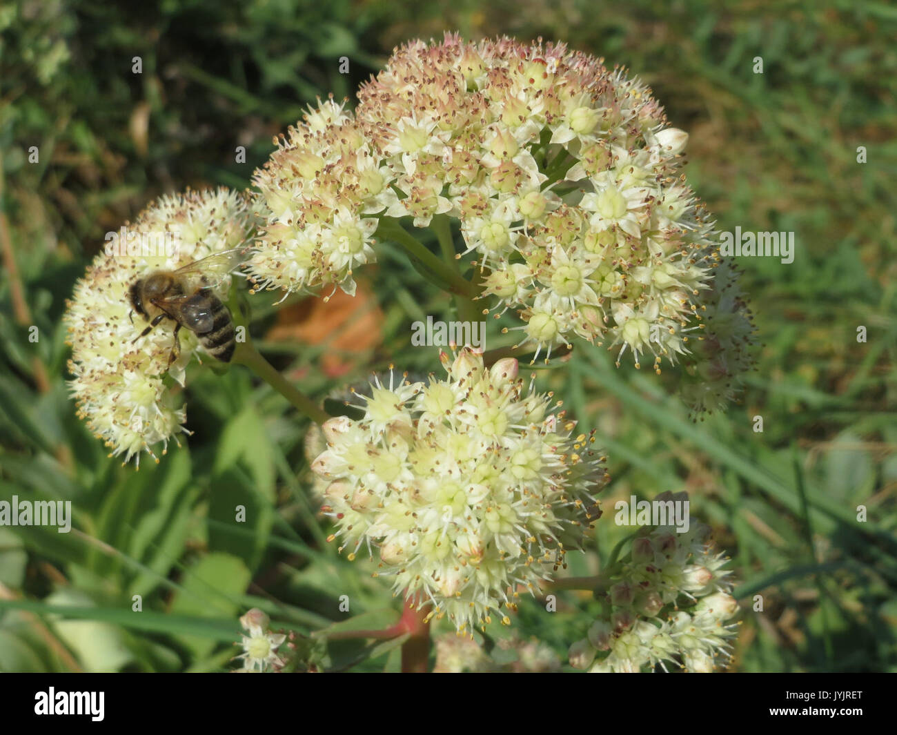20160902 Hylotelephium telephium 2 Stockfoto