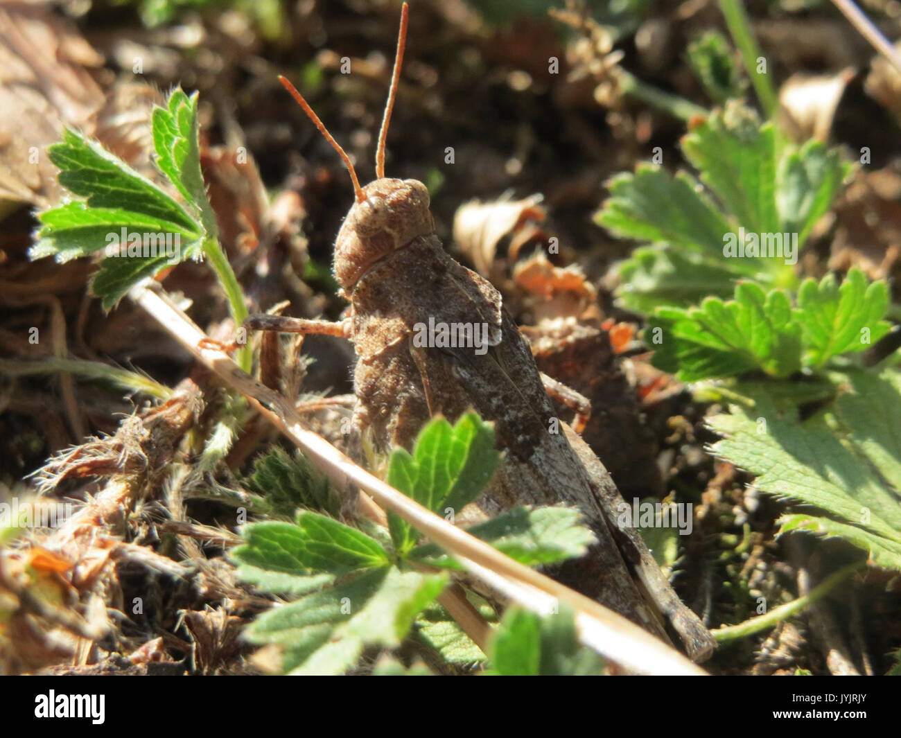 20160902 Oedipoda caerulescens 2 Stockfoto