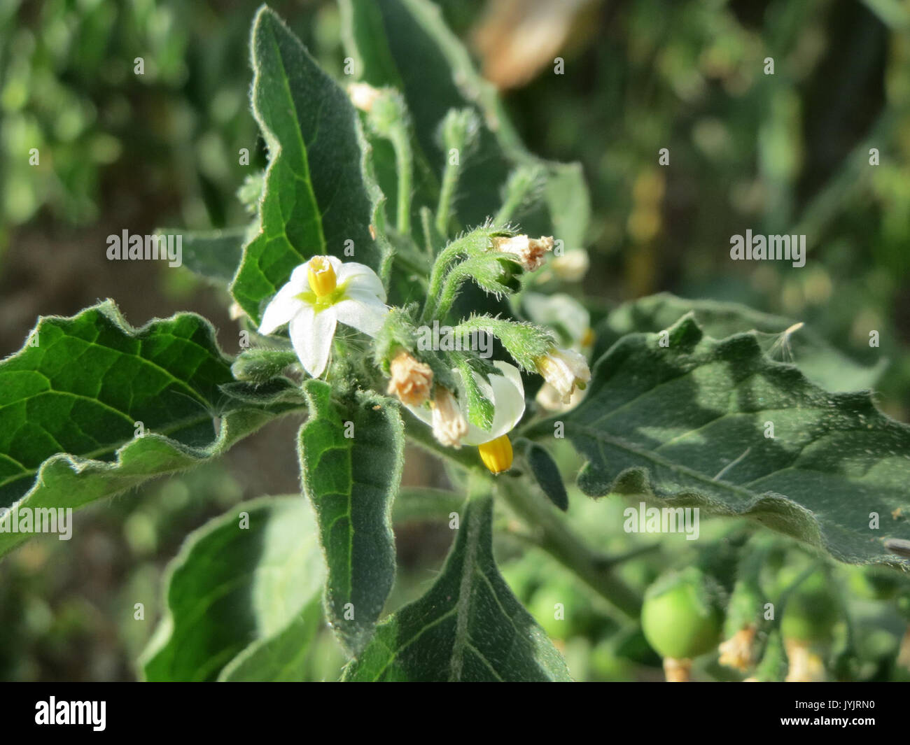20160903 Solanum nigrum 1. Stockfoto