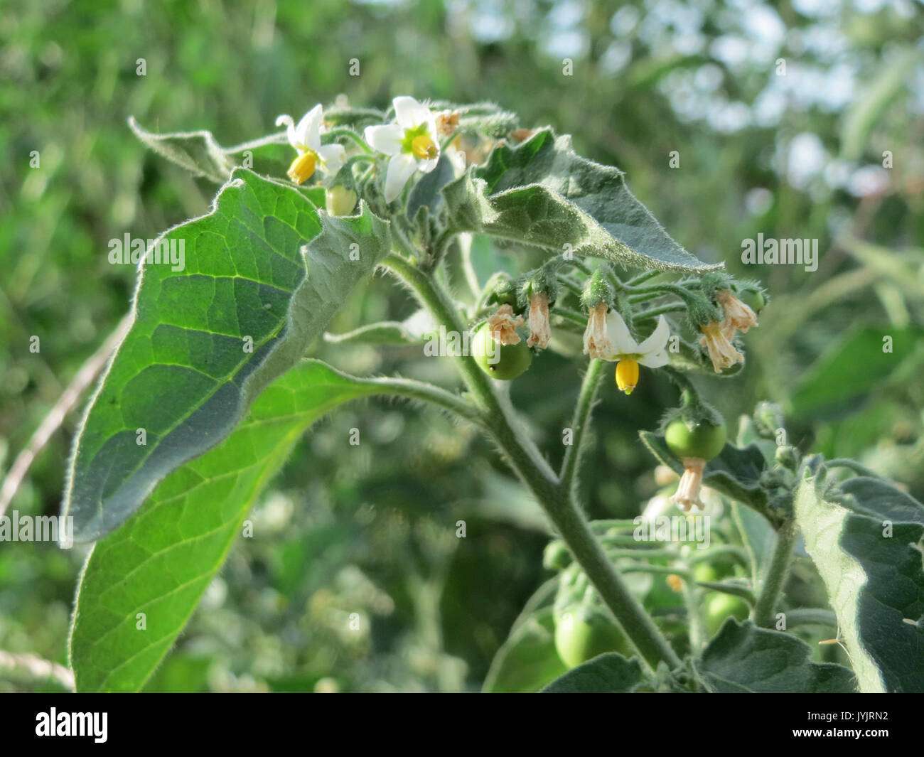 20160903 Solanum nigrum 3 Stockfoto
