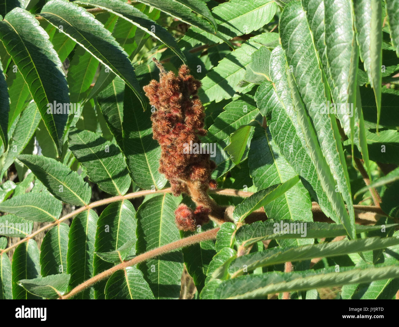 20160906 Rhus typhina 1. Stockfoto
