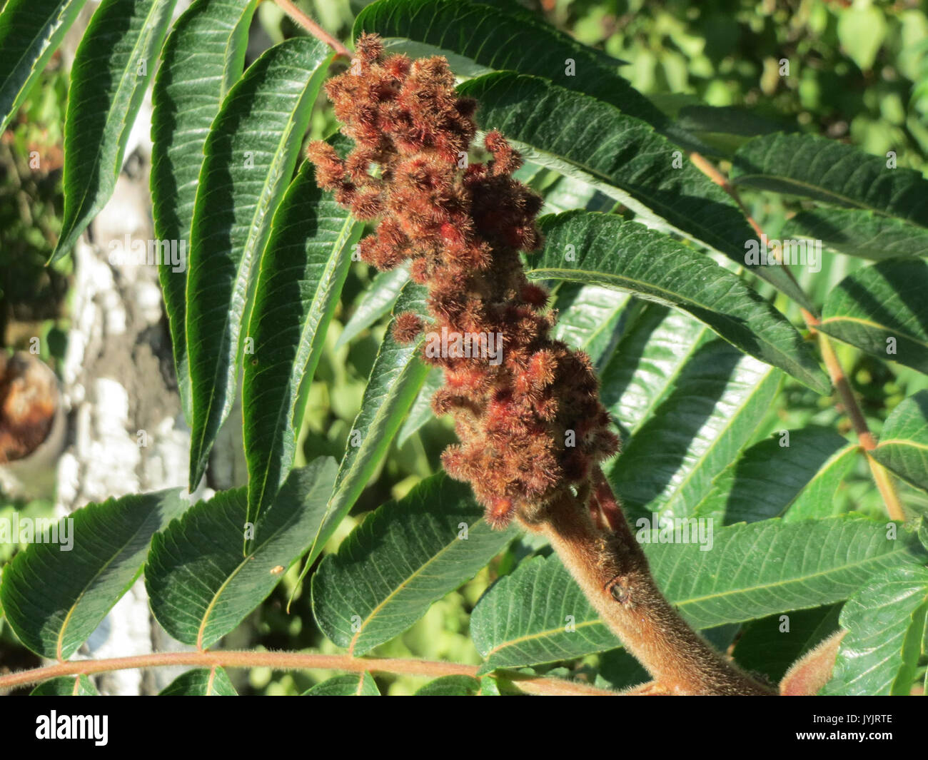 20160906 Rhus typhina 2 Stockfoto 20160906 Rhus typhina 2 Stockfoto
