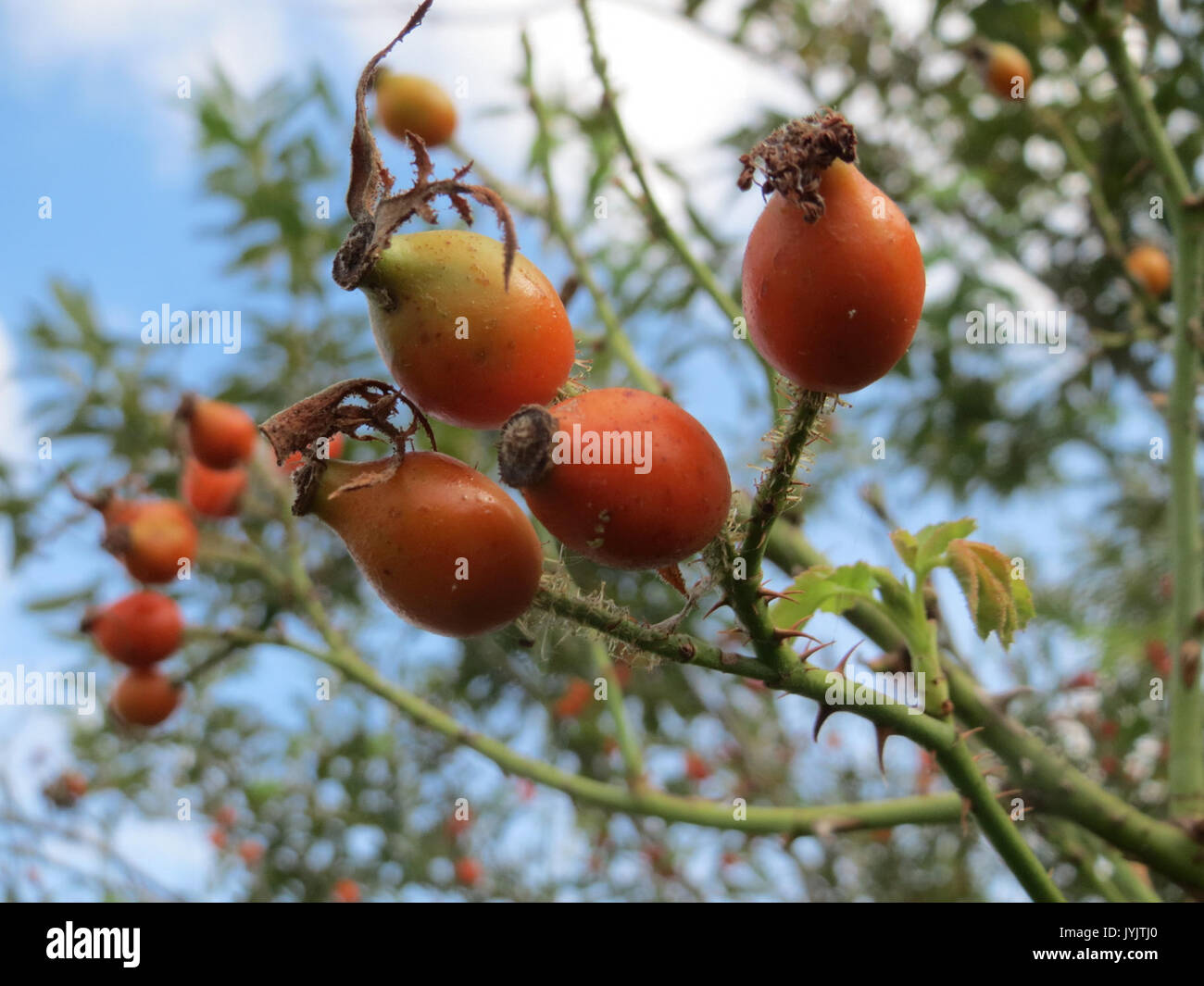 20160917 Rosa rubiginosa 1. Stockfoto