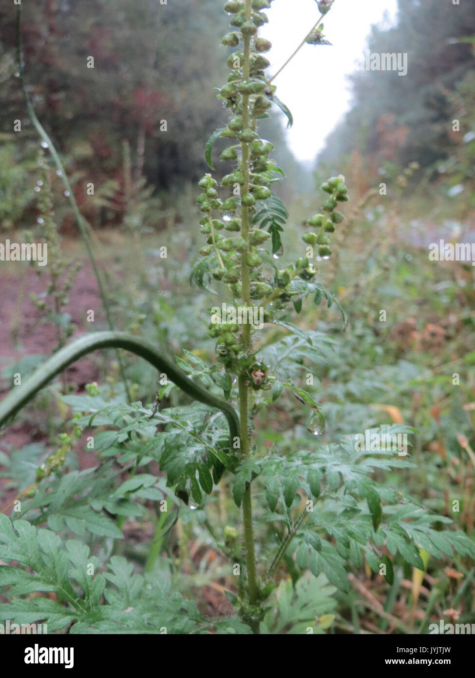 20160918 Ambrosia Artemisiifolia 1. Stockfoto