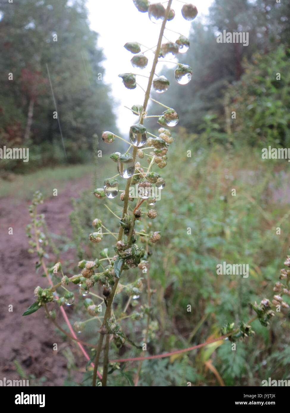 20160918 Ambrosia Artemisiifolia 2 Stockfoto