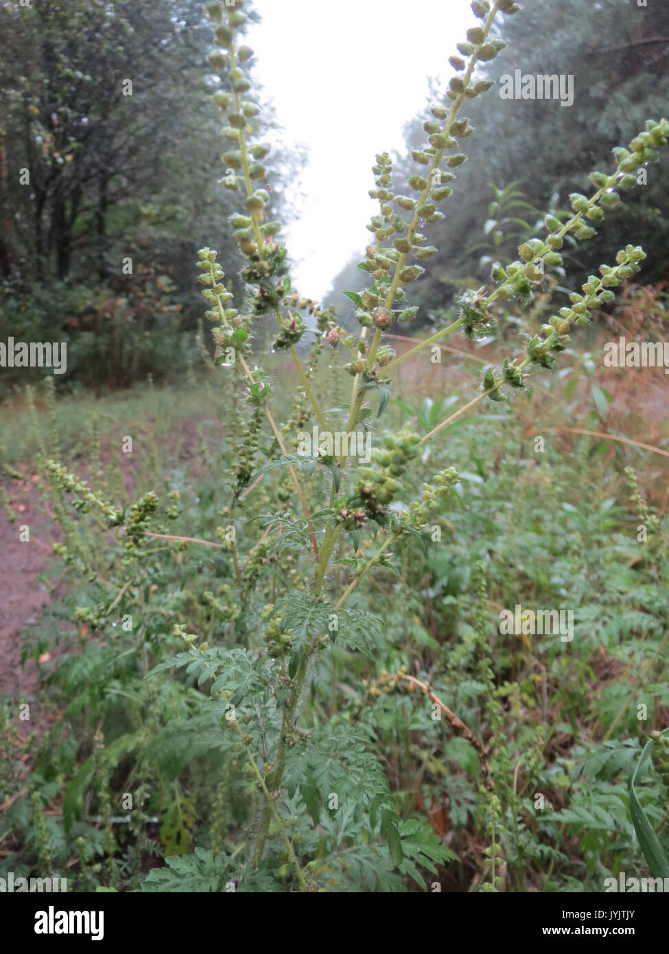 20160918 Ambrosia Artemisiifolia 3 Stockfoto