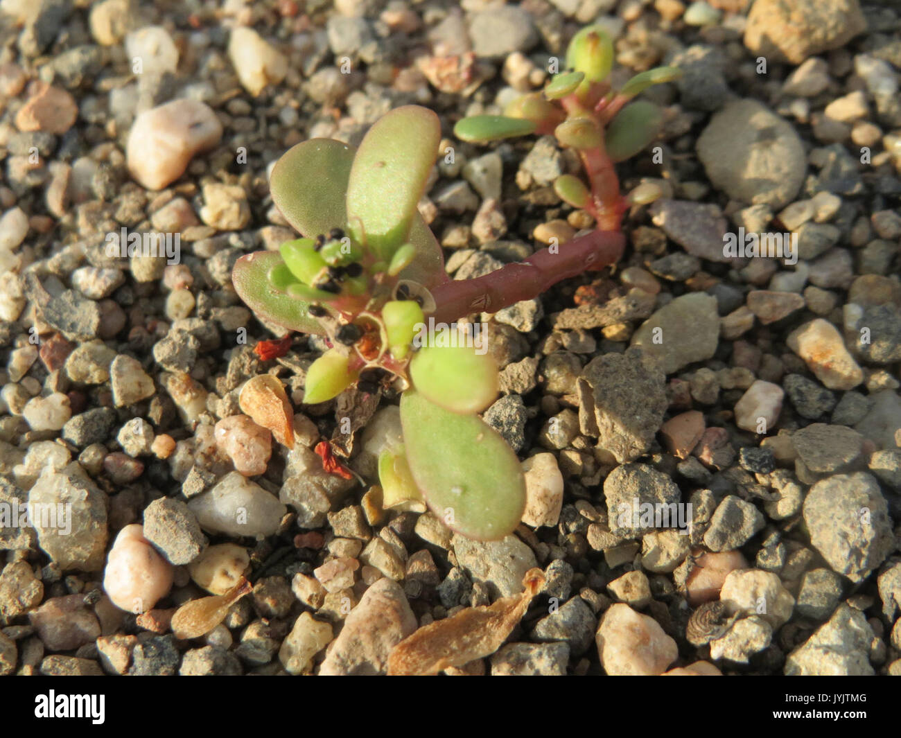20160919 Portulaca Oleracea 1. Stockfoto