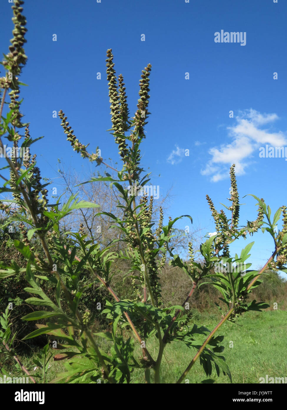 20161005 Ambrosia Artemisiifolia 3 Stockfoto