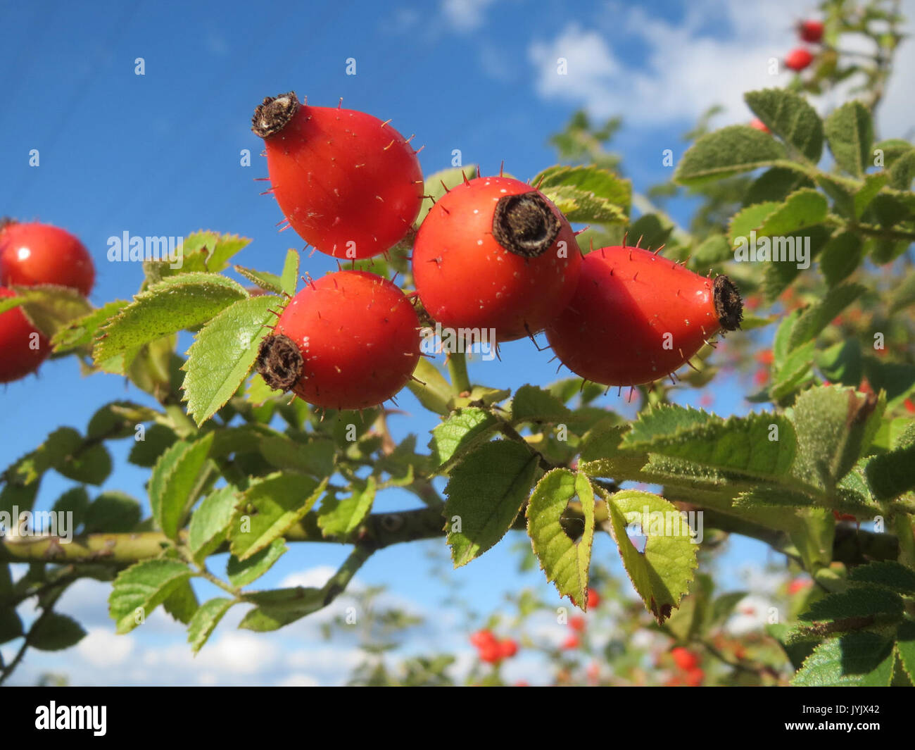 20161005 Rosa rubiginosa 6 Stockfoto