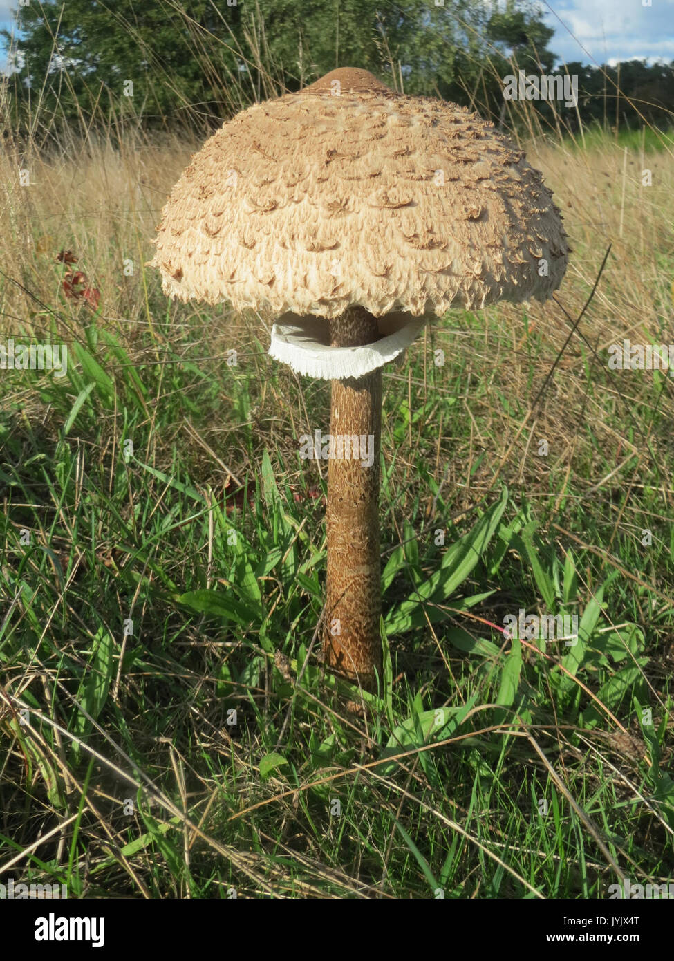 20161005 Macrolepiota procera 8. Stockfoto