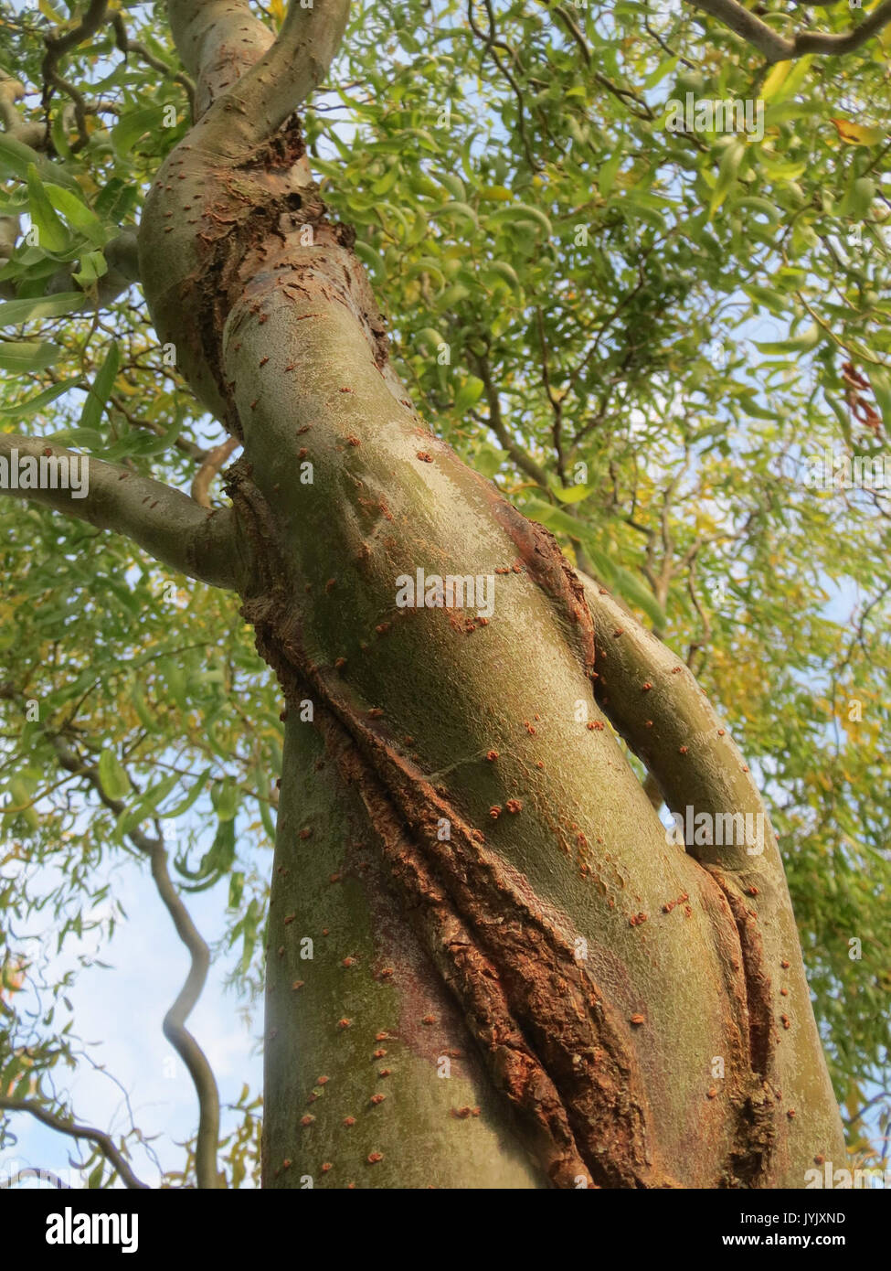 20161023 Salix matsudana tortuosa 4 Stockfoto