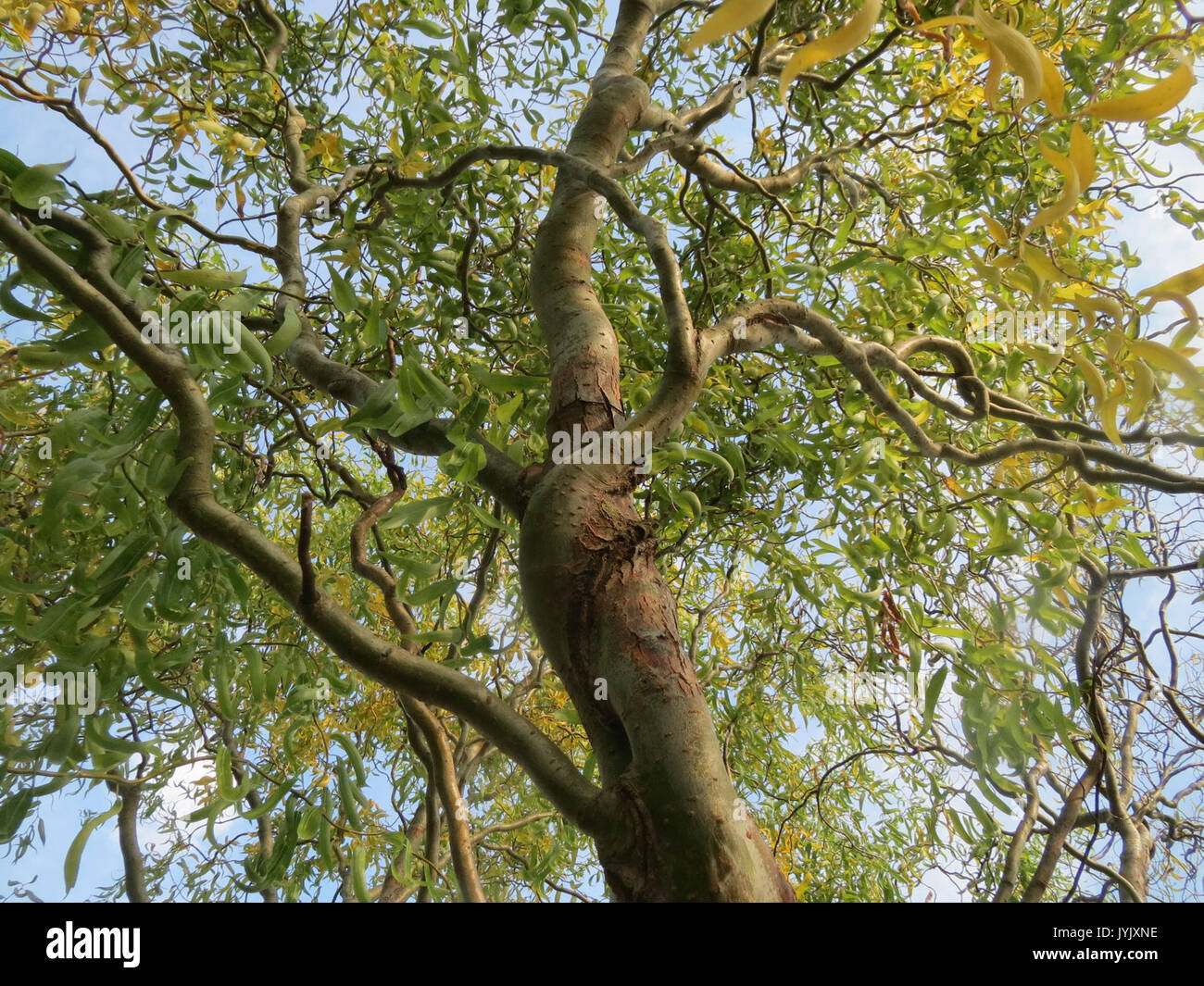 20161023 Salix matsudana tortuosa 5 Stockfoto
