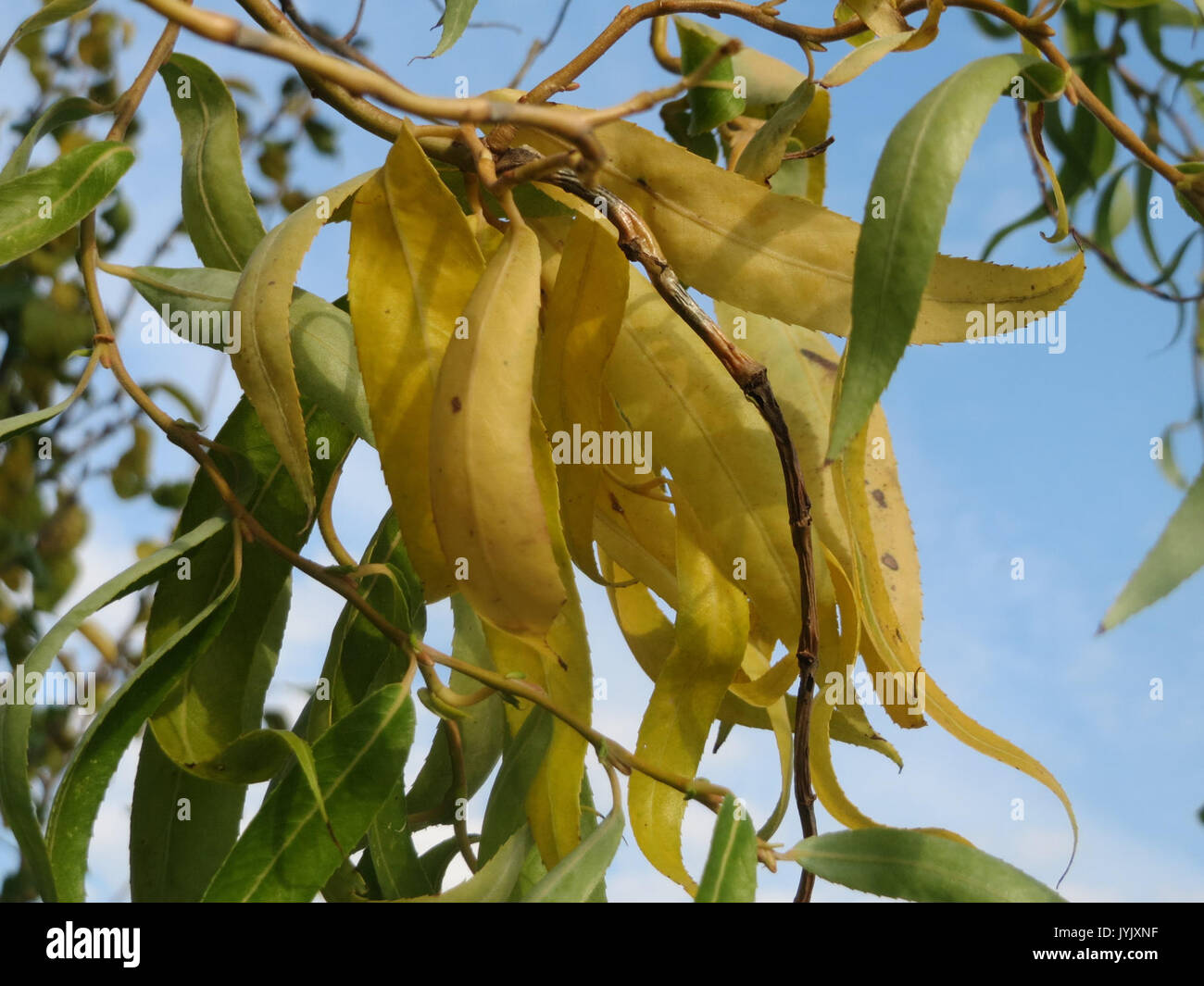 20161023 Salix matsudana tortuosa 2 Stockfoto