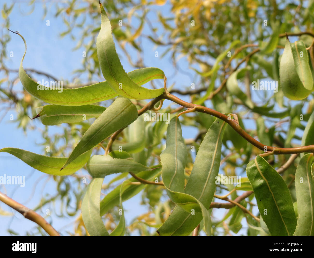20161023 Salix matsudana tortuosa 1. Stockfoto