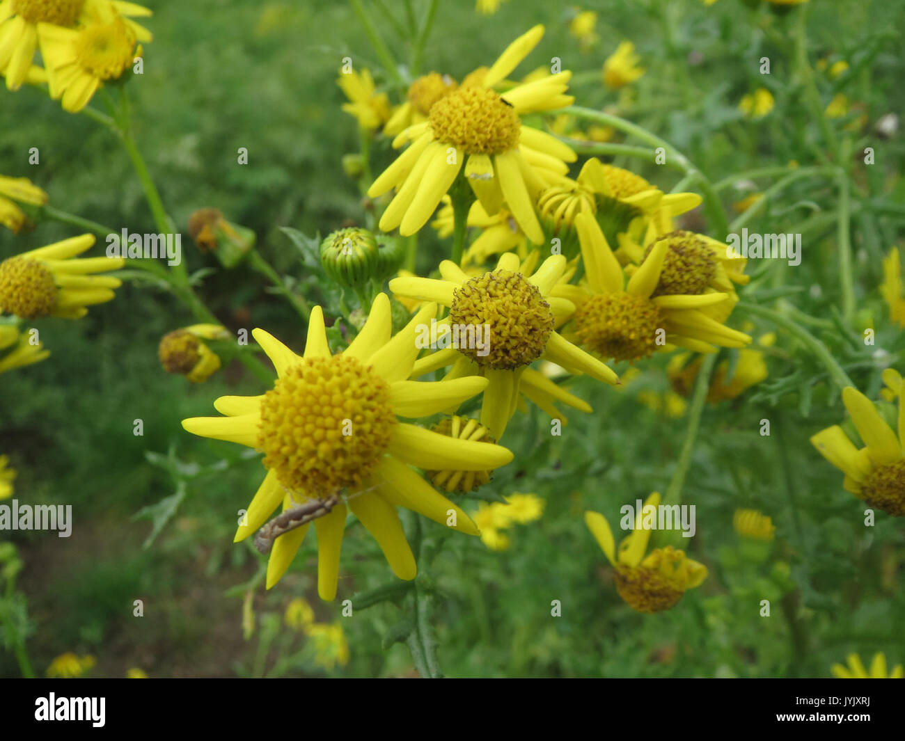 20161026 Extensa vulgaris 4. Stockfoto