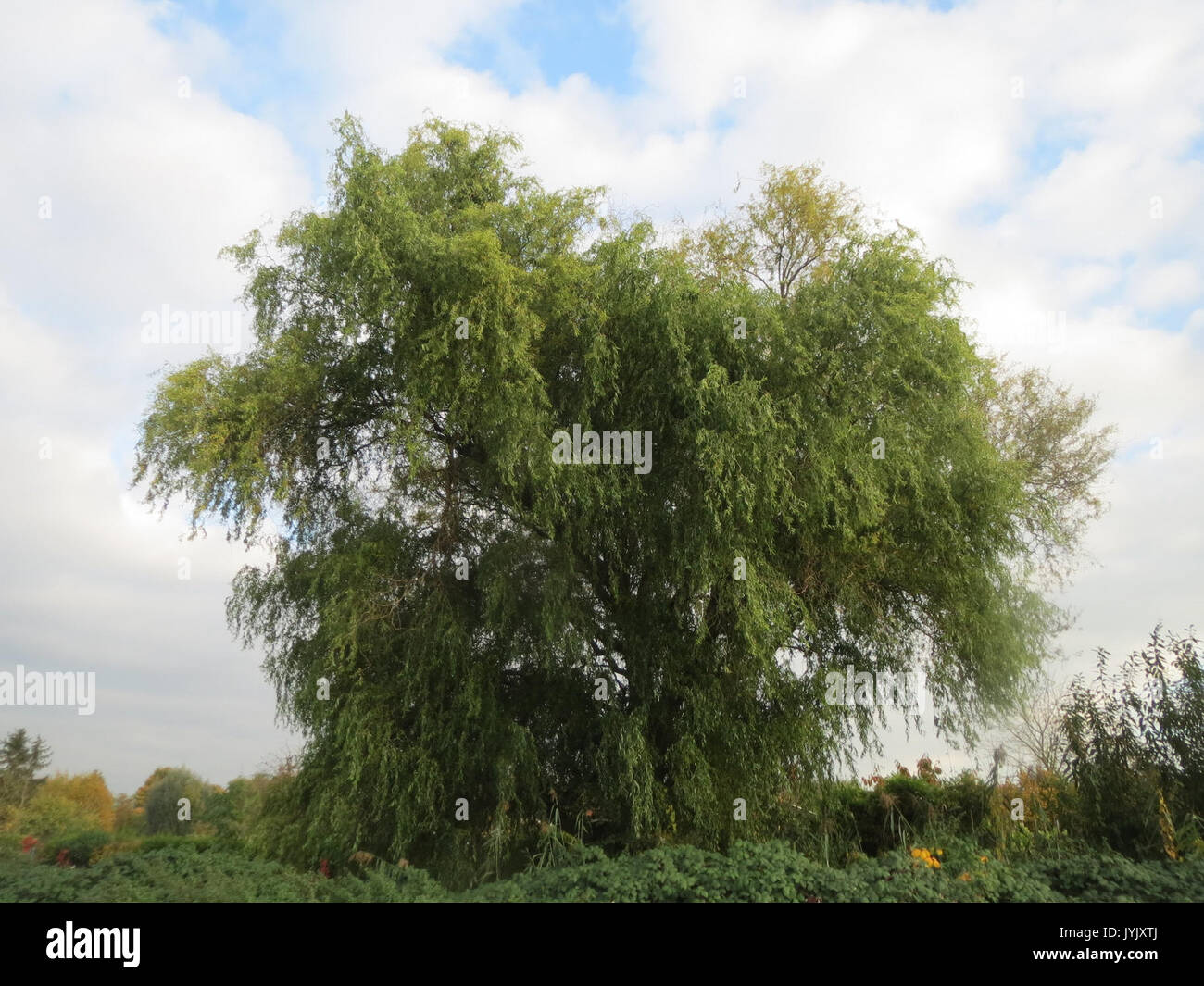 20161026 Salix matsudana tortuosa 2 Stockfoto