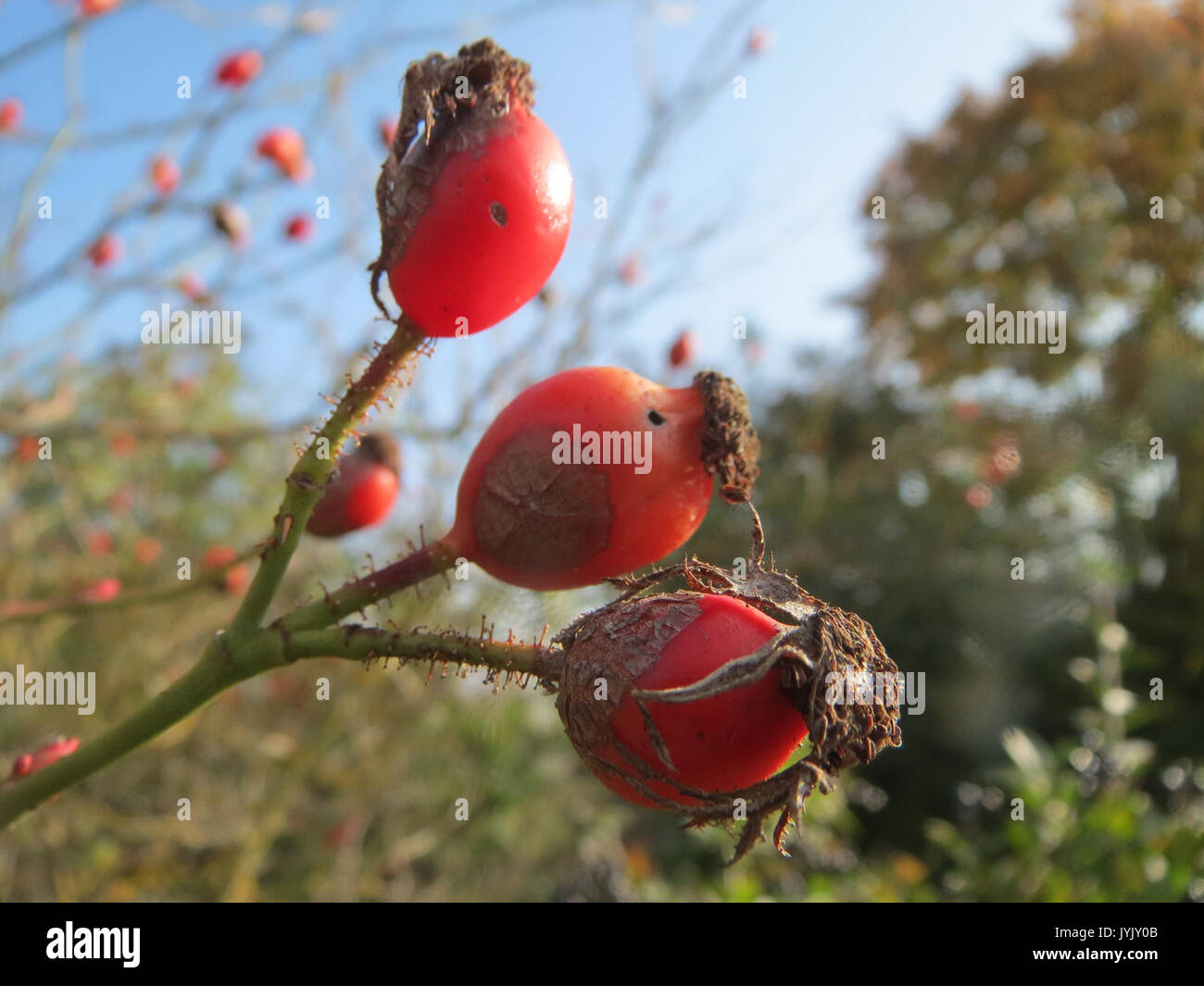 20161027 Rosa rubiginosa 2 Stockfoto