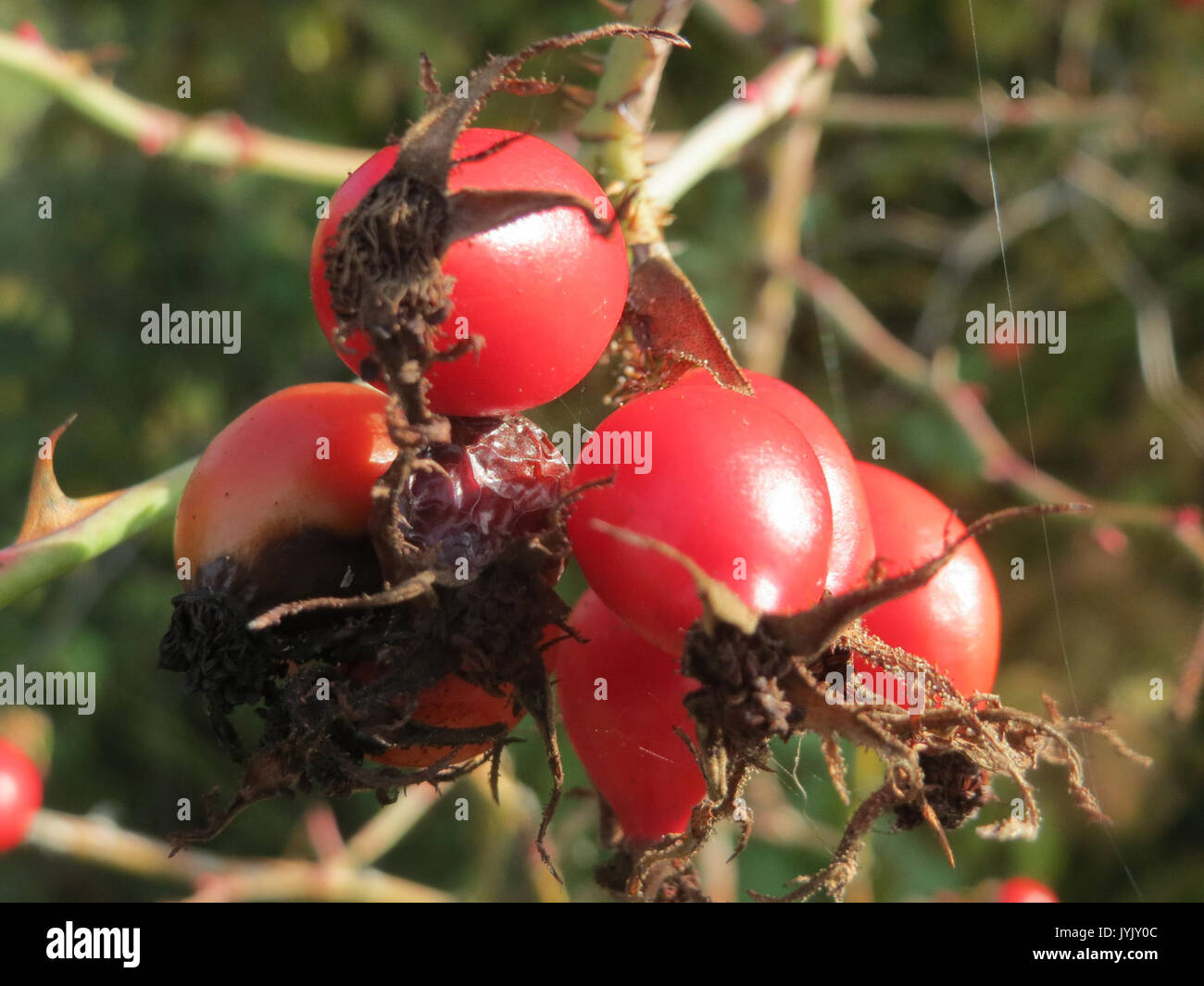 20161027 Rosa rubiginosa 1. Stockfoto