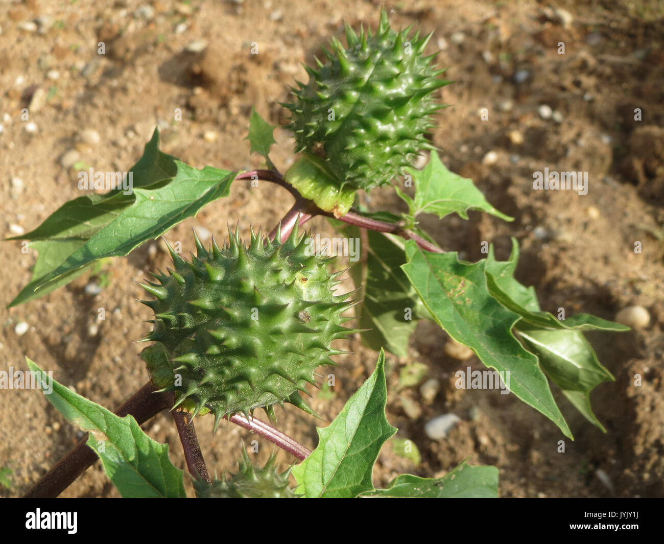 20161027 Datura stramonium 2 Stockfoto