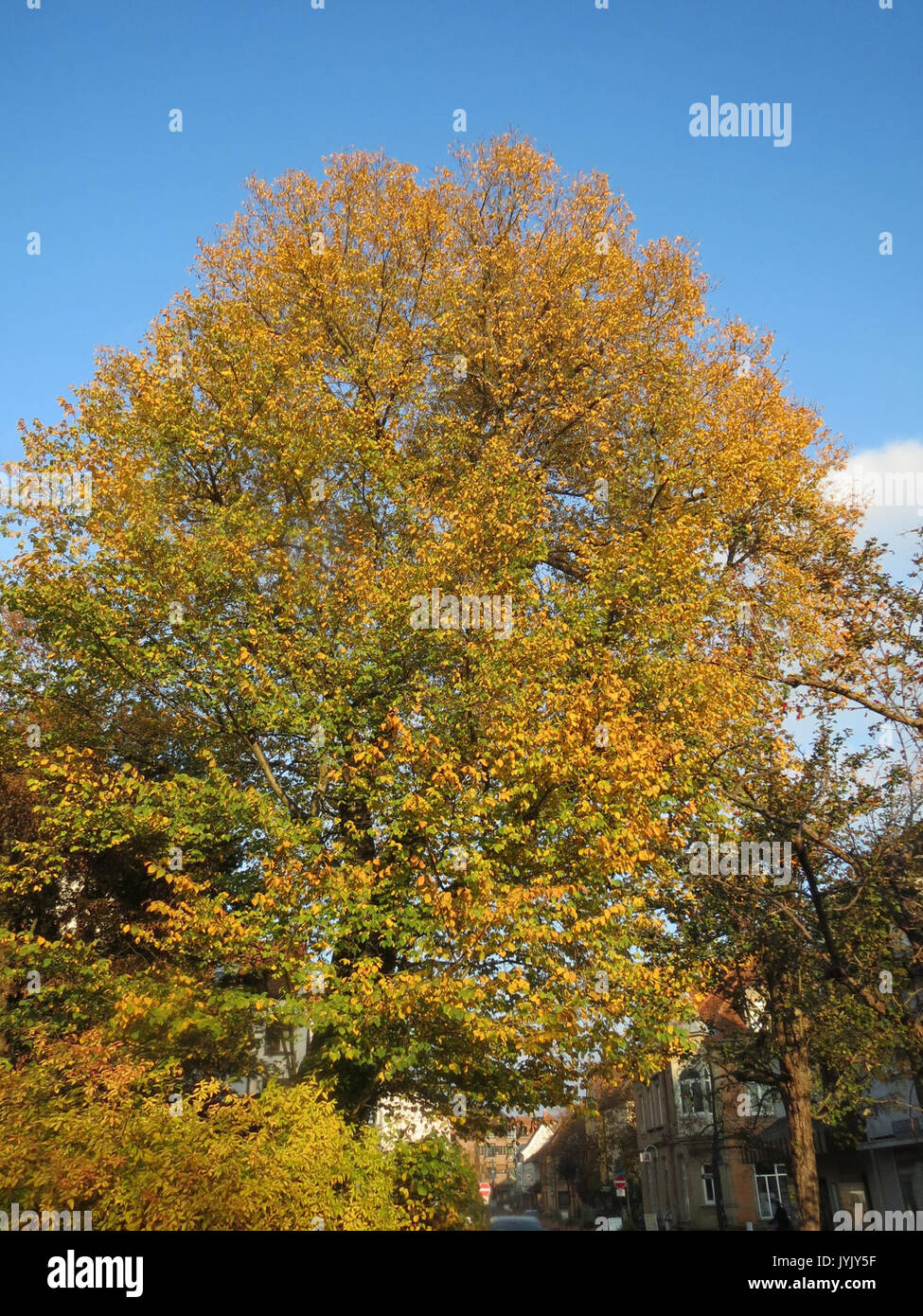20161027 Ulmus glabra 6 Stockfoto