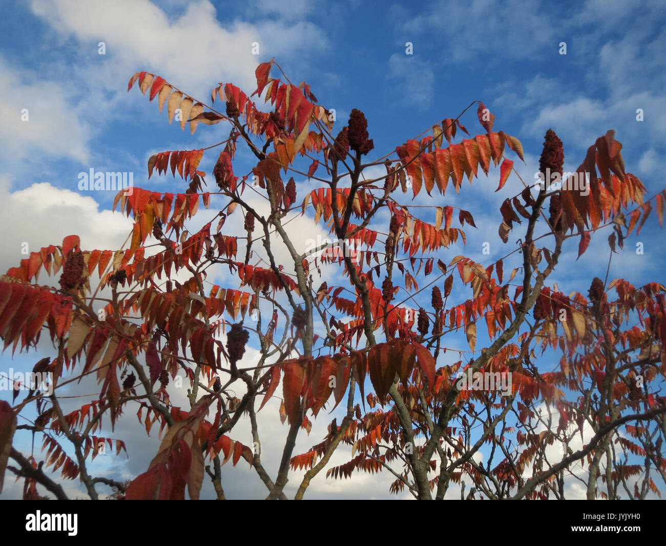 20161107 Rhus typhina 2 Stockfoto 20161107 Rhus typhina 2 Stockfoto